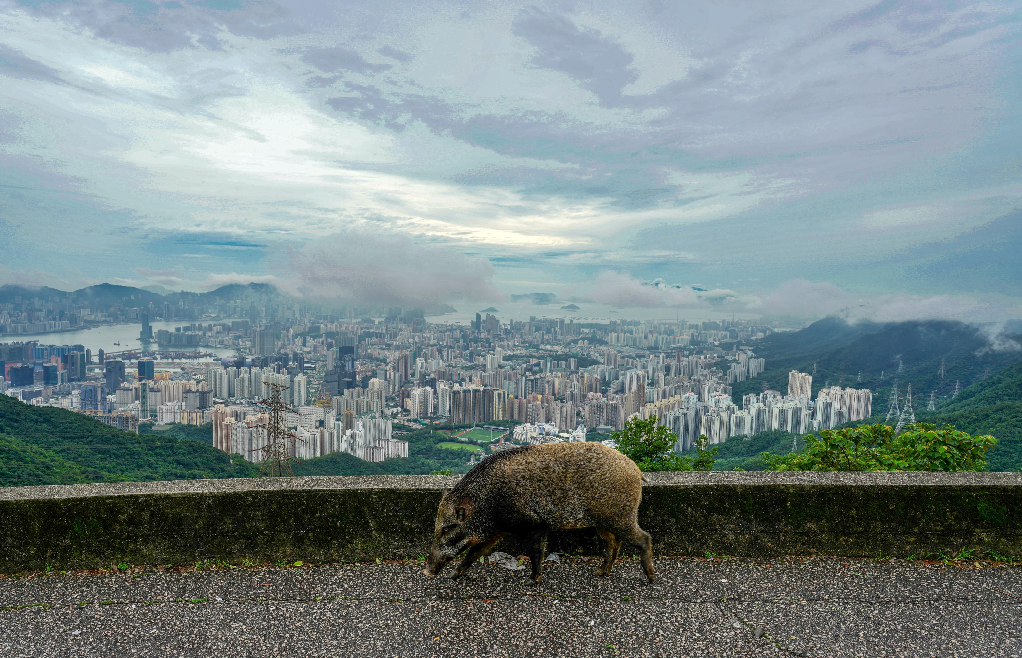 A wild boar is seen at Fei Ngo Shan Road. The number of wild pigs  fell from about 1,830 in 2022 to around 900 in 2024. Photo: Sam Tsang