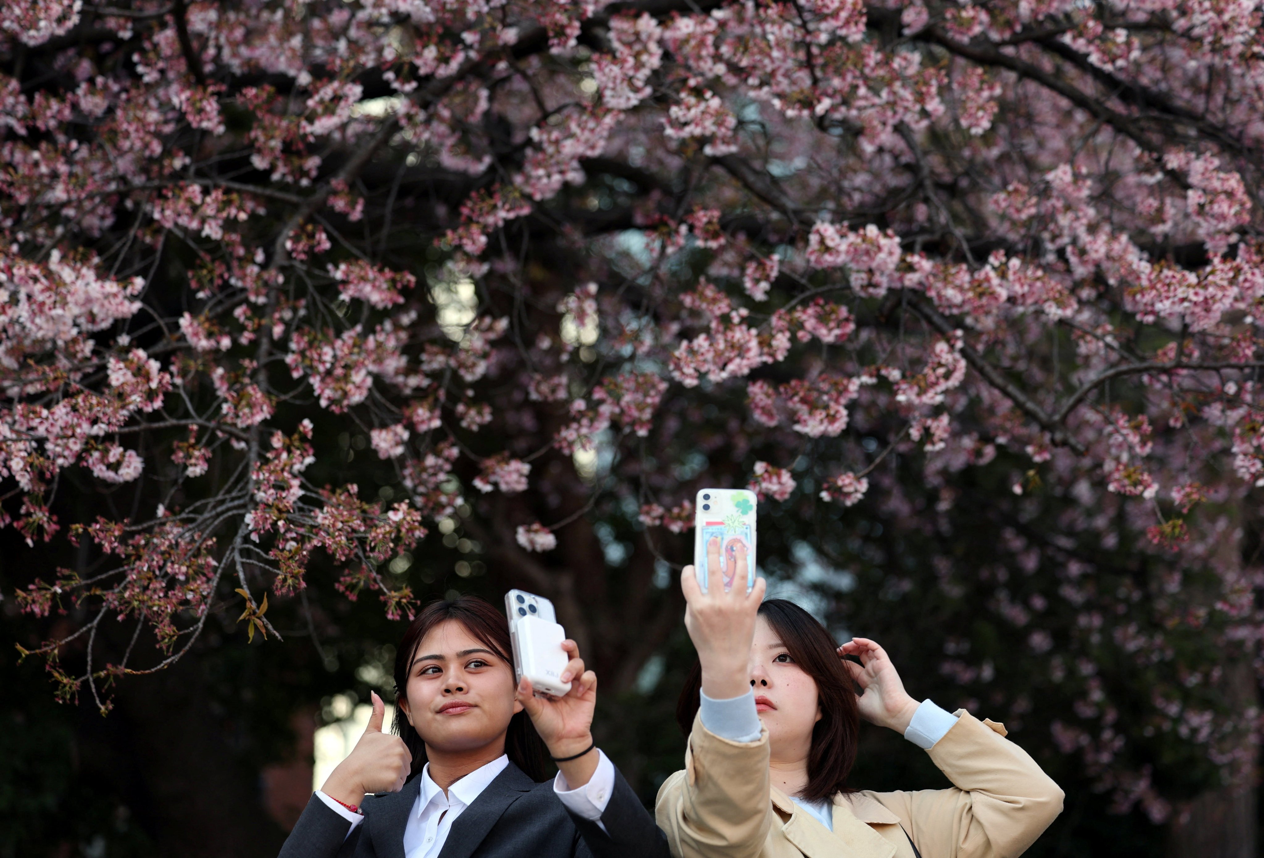 Visitors take selfies in front of the early-flowering cherry blossoms at Ueno Park in Tokyo on Tuesday. Photo: Reuters