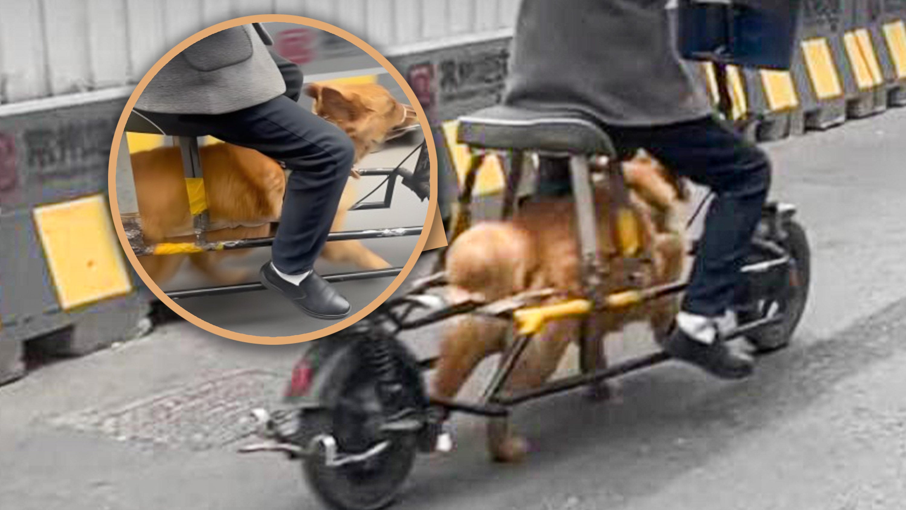 A Chinese man modified his electric bicycle by removing its battery and using his golden retriever to power it, drawing criticism for potential animal abuse. Photo: SCMP composite/Douyin