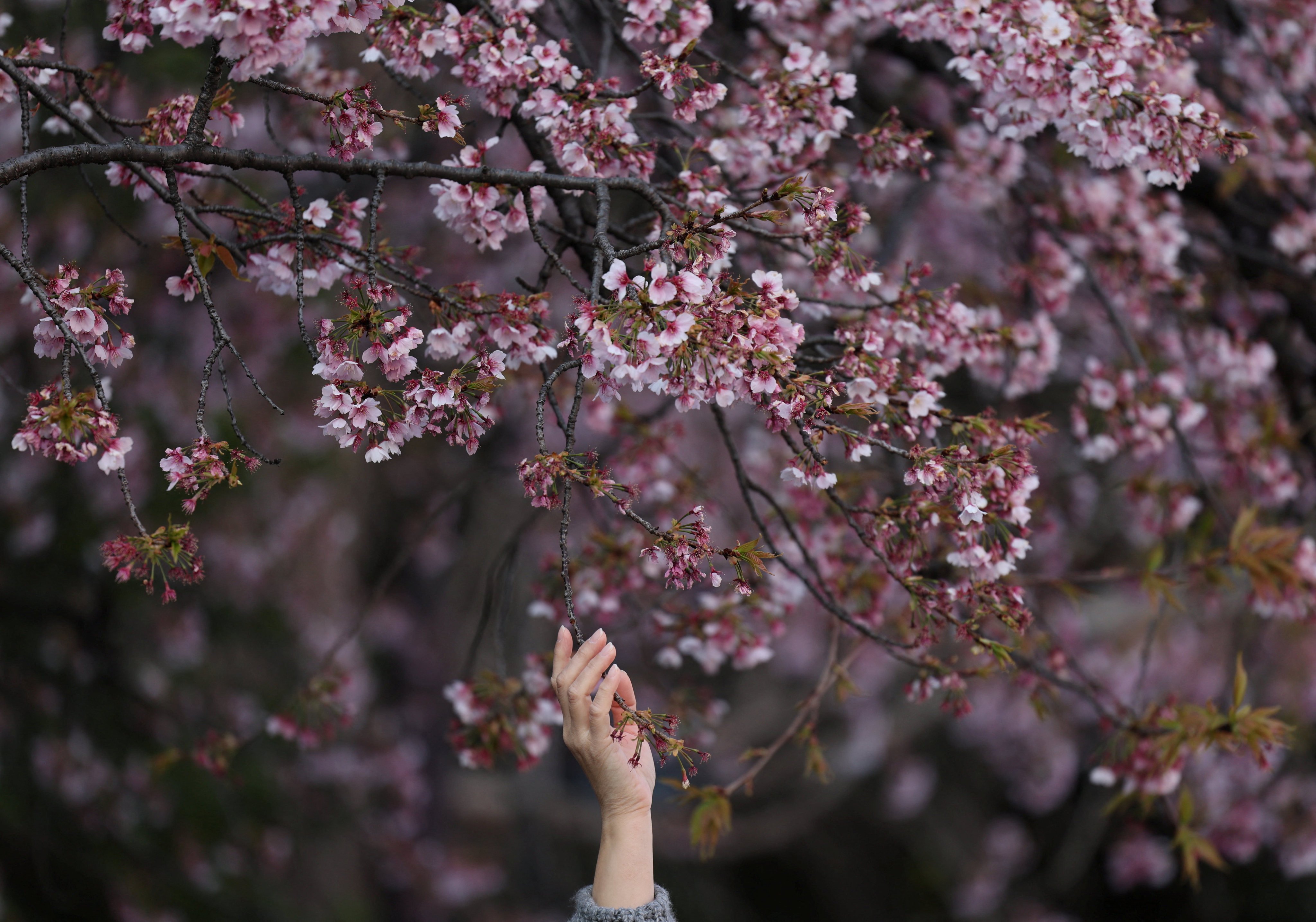 A foreign tourist tries to touch the early-flowering cherry blossoms at Ueno Park in Tokyo, Japan, March 17, 2026. REUTERS/Issei Kato