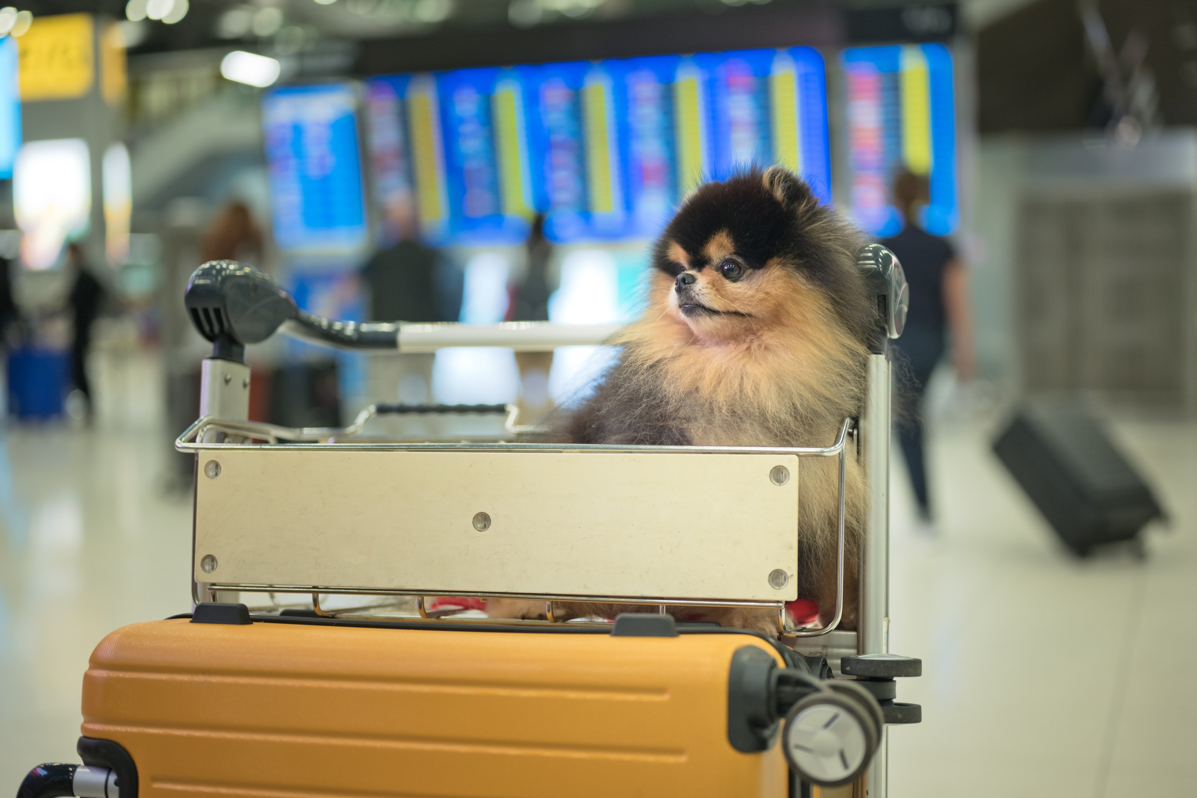 Some Hongkongers have set up a WhatsApp group to seek advice on getting their pets to safety. Photo: Getty Images