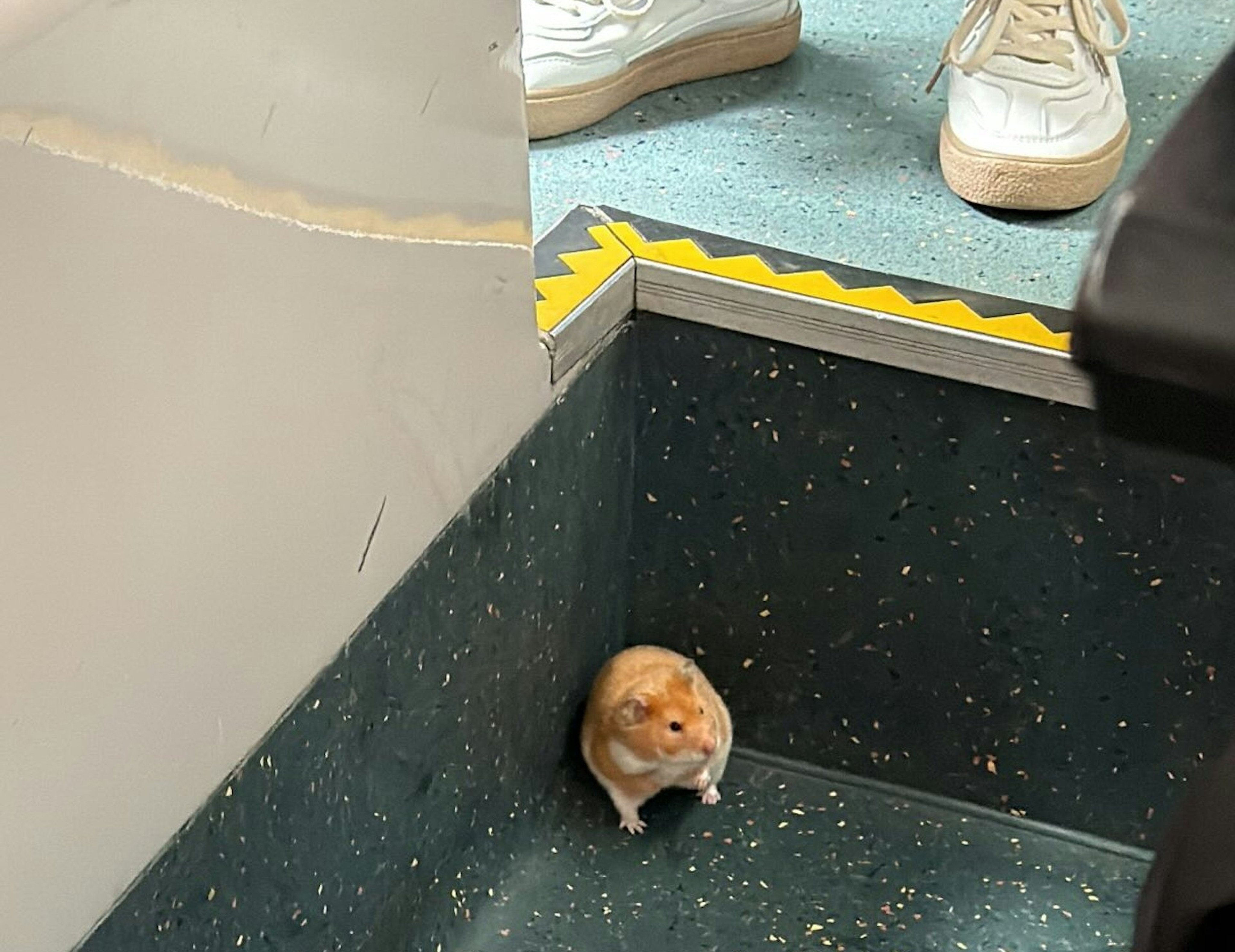 A hamster was spotted on the floor of a KMB bus on Sunday morning. Photo: Handout