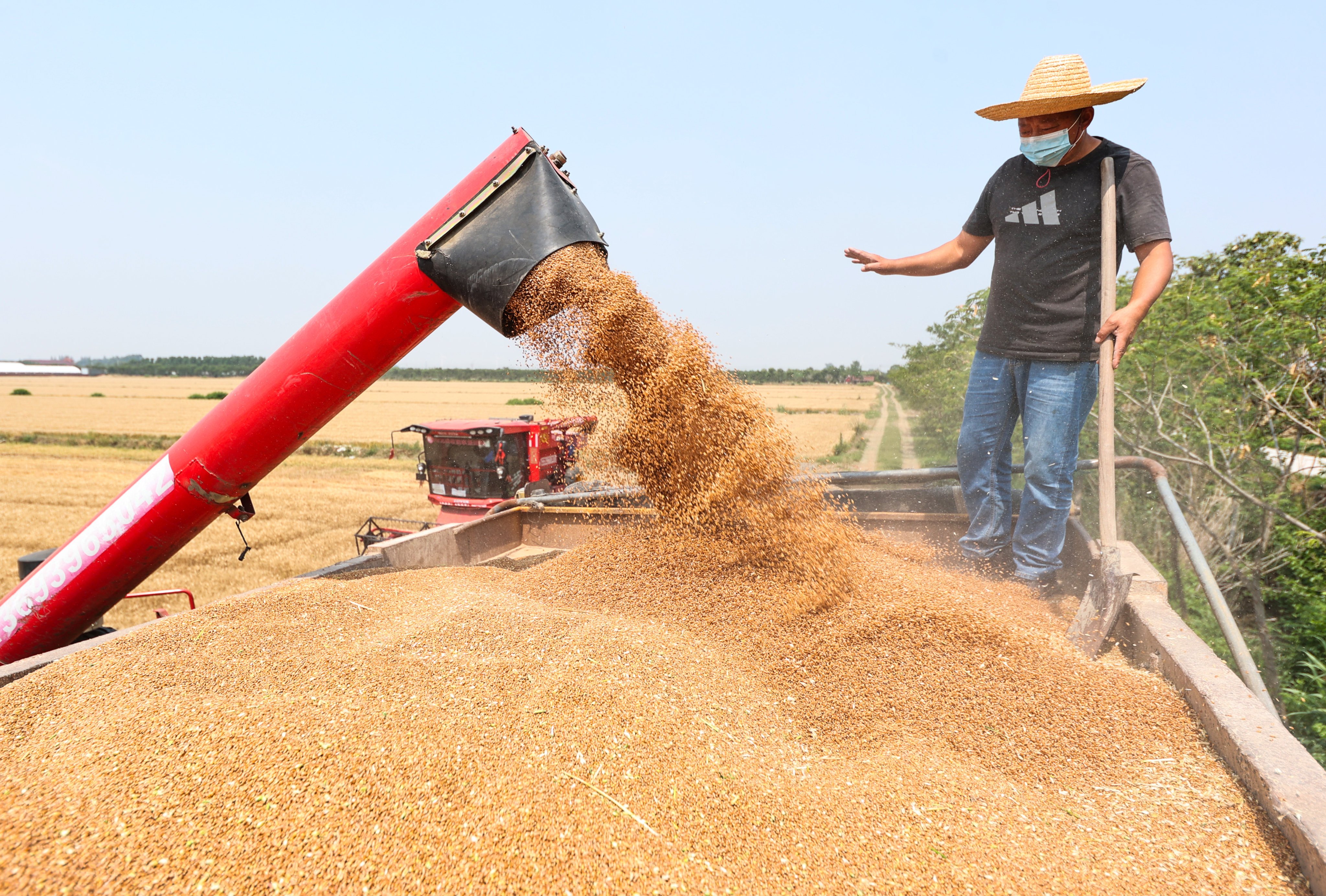 Workers harvest rice in the fields of Sanhe Farm in Xuyu, Jiangsu province, China. Photo: Xinhua