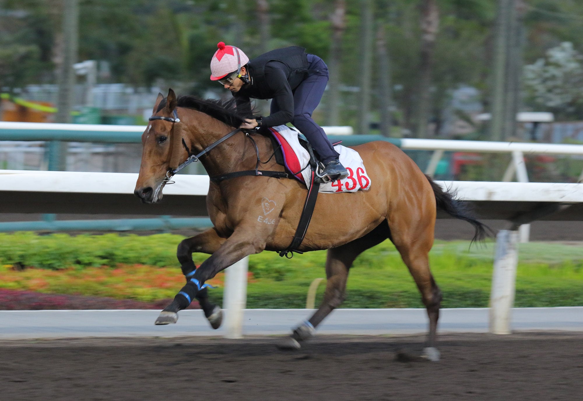 Voyage Bubble gallops last week.