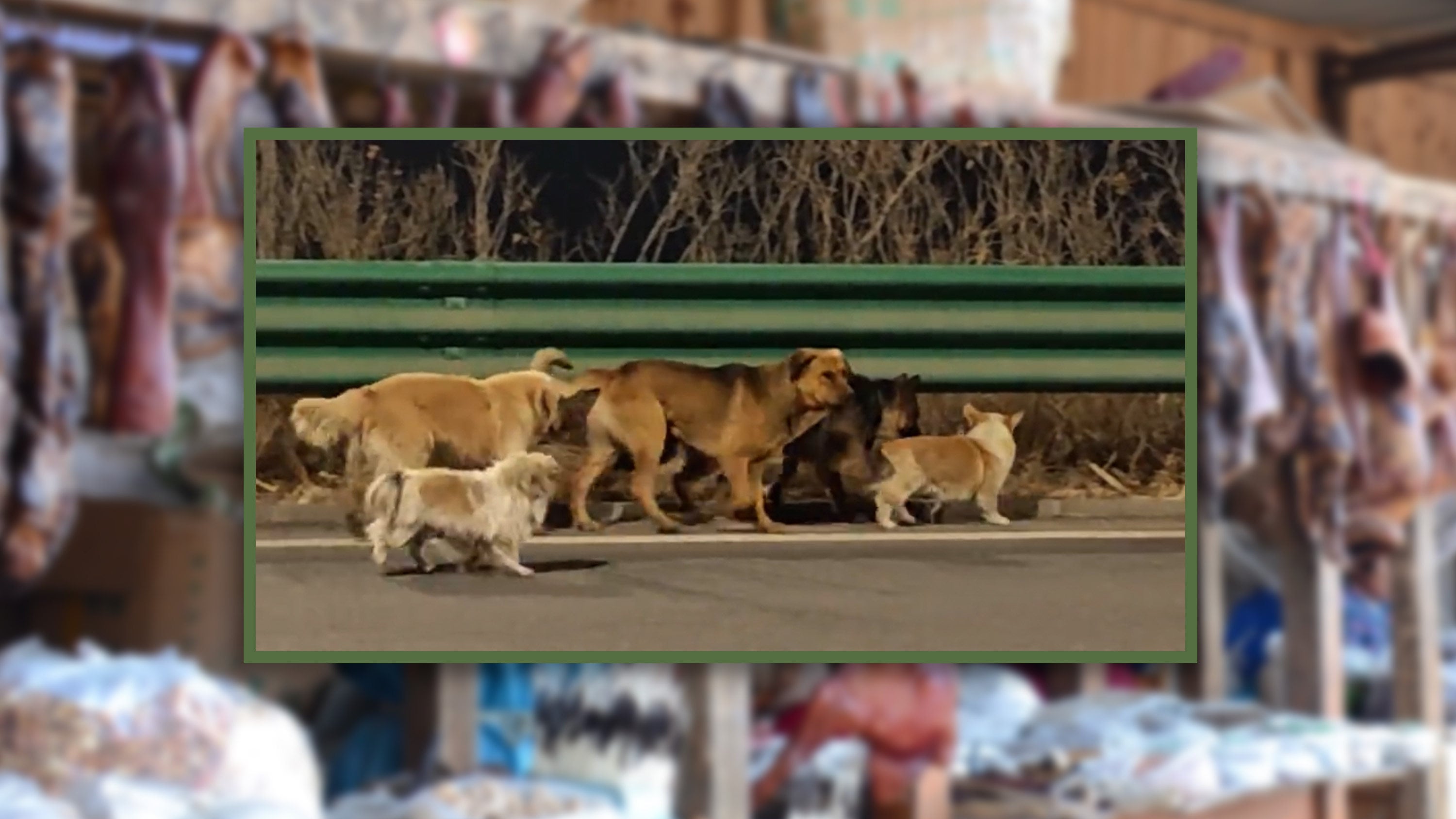 In a touching story, seven dogs from the same village in China escaped after being stolen by a dog meat shop and trekked 17km home. Photo: SCMP composite/Shutterstock/Douyin