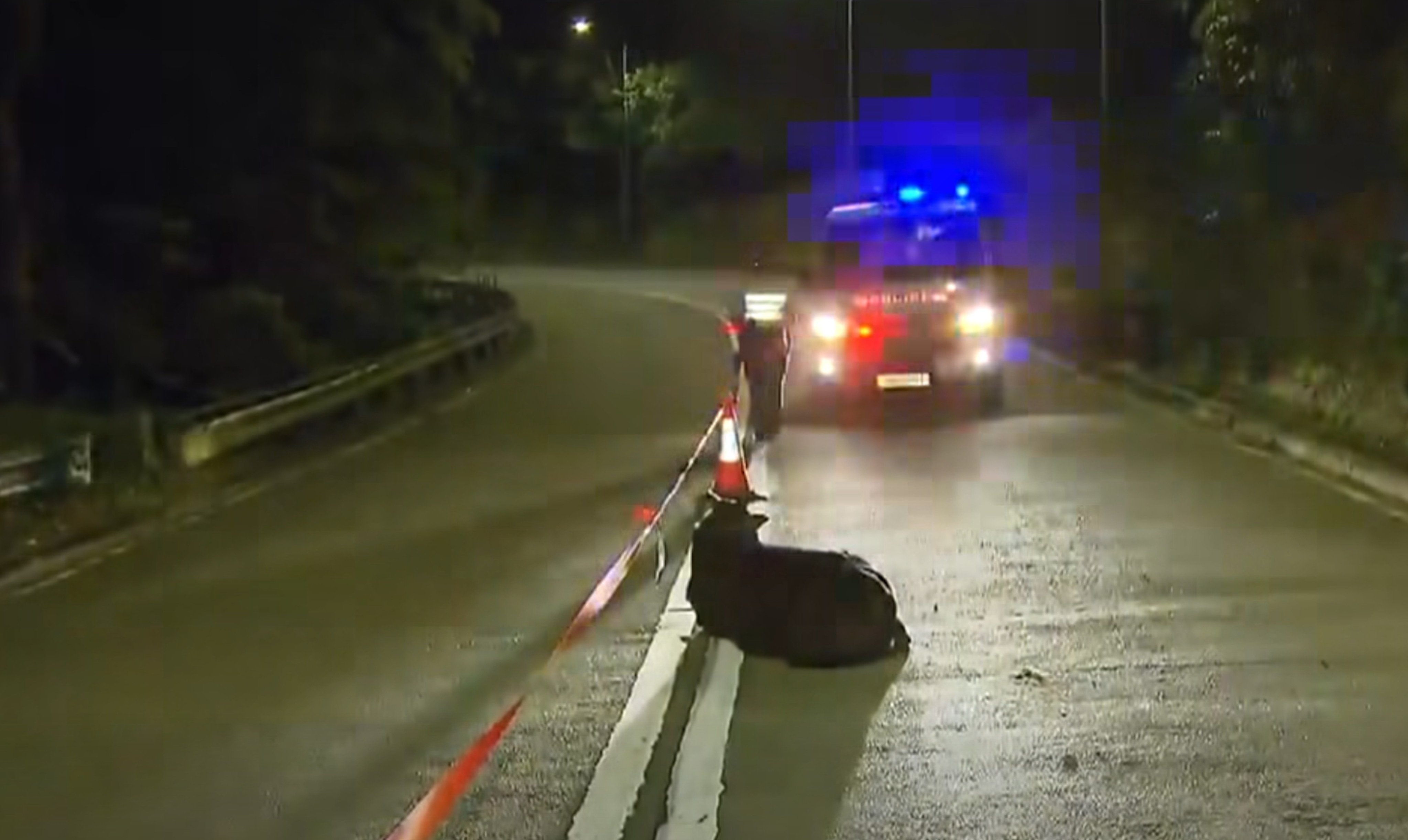 A cow lies injured on Route Twisk near Memorial Pavilion after being struck by a car – one of several recent animal incidents. Photo: Police handout
