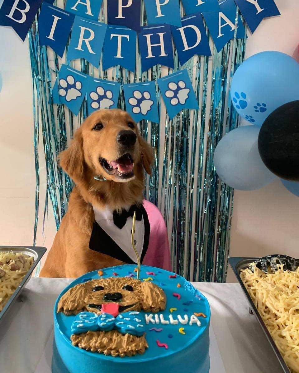 Killua, a three-year-old golden retriever, was found dead inside a sack in 2024. Photo: Vina Arazas