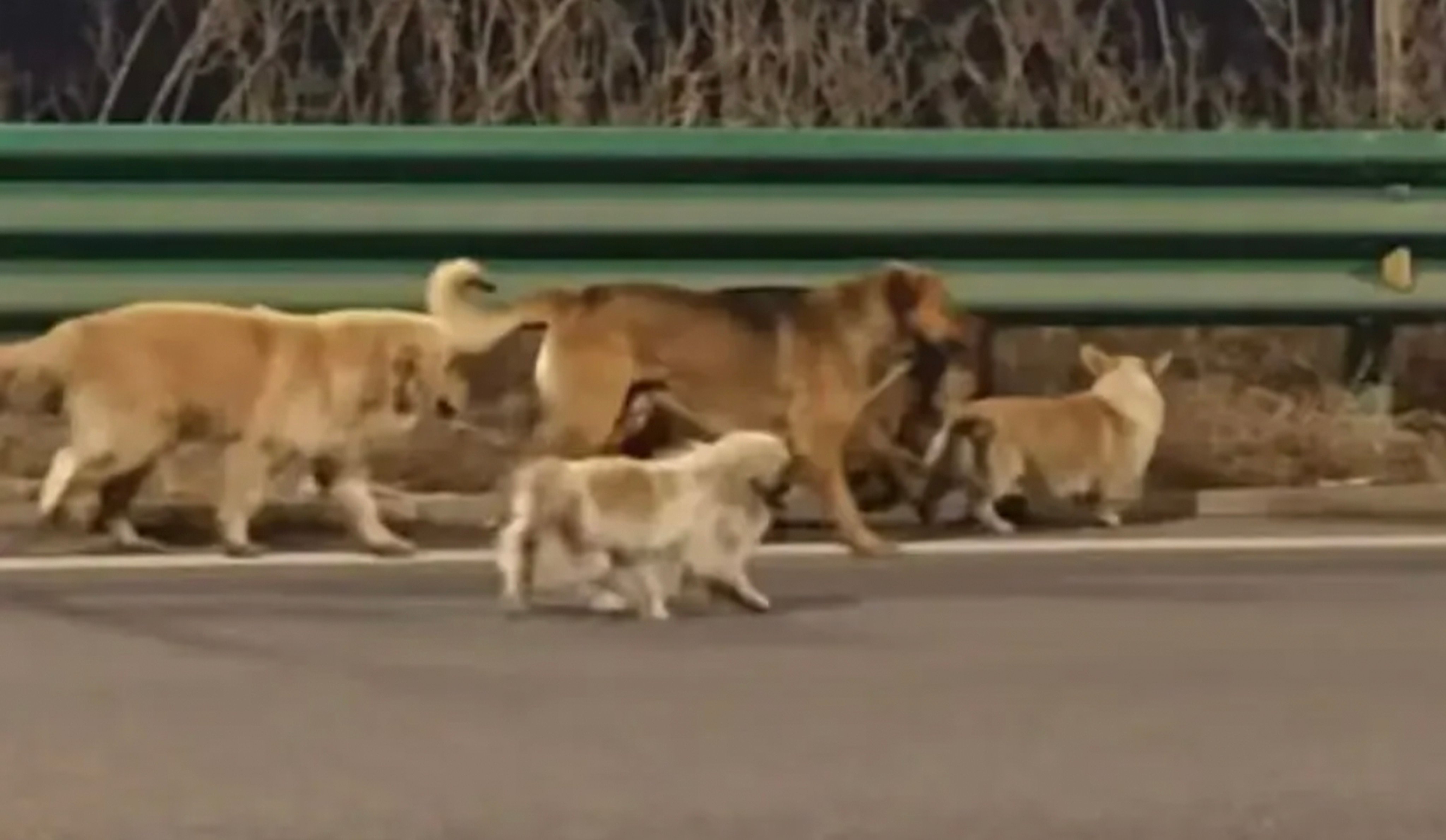 Seven dogs from the same village in China escaped after being stolen, trekked 17km home. Photo: mp.weixin.qq.com