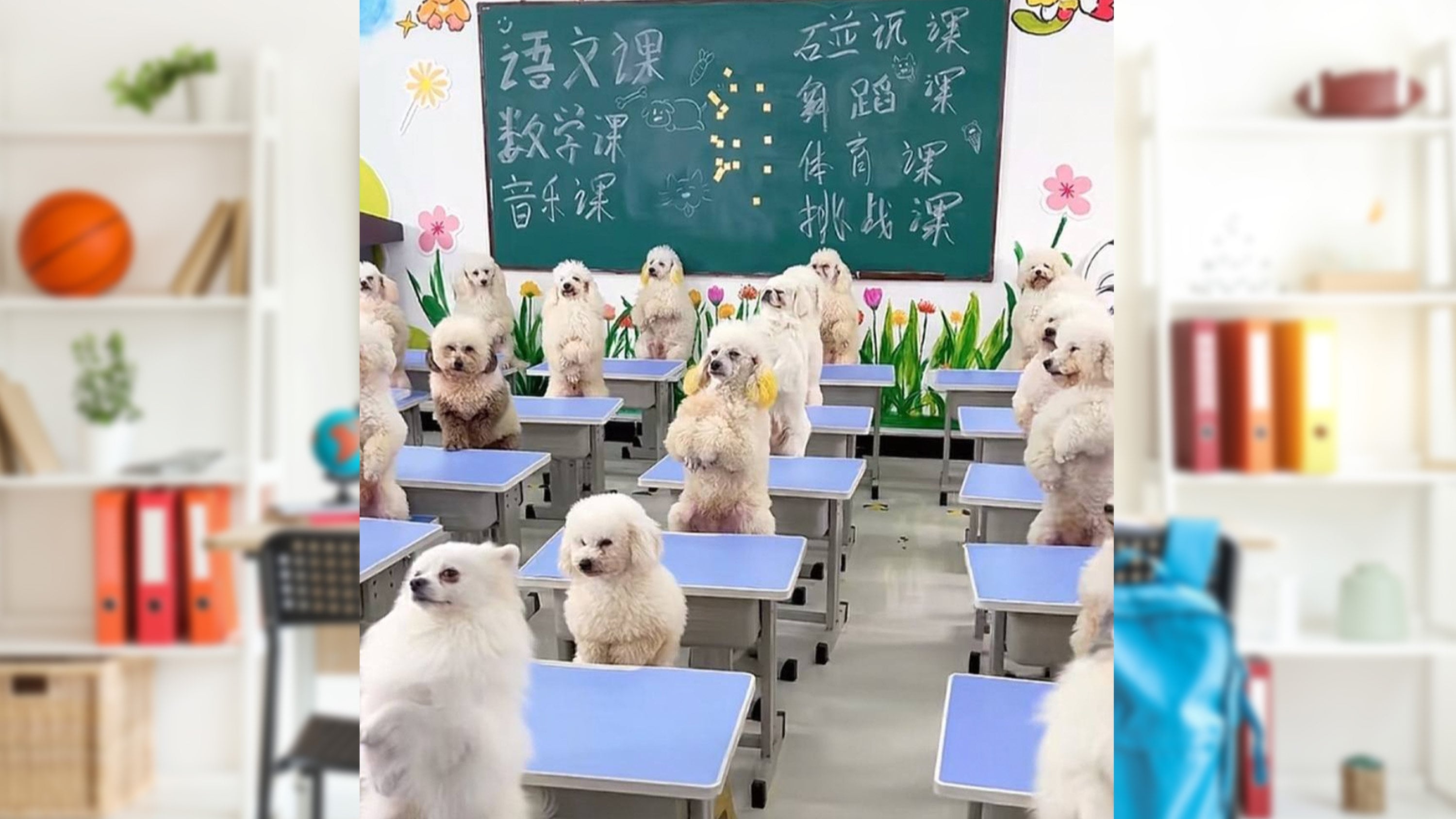 A young Chinese woman has spent US$1,700 to enrol her six-month-old dog in a pet kindergarten for companionship and personality testing. Photo: SCMP composite/Shutterstock/Douyin