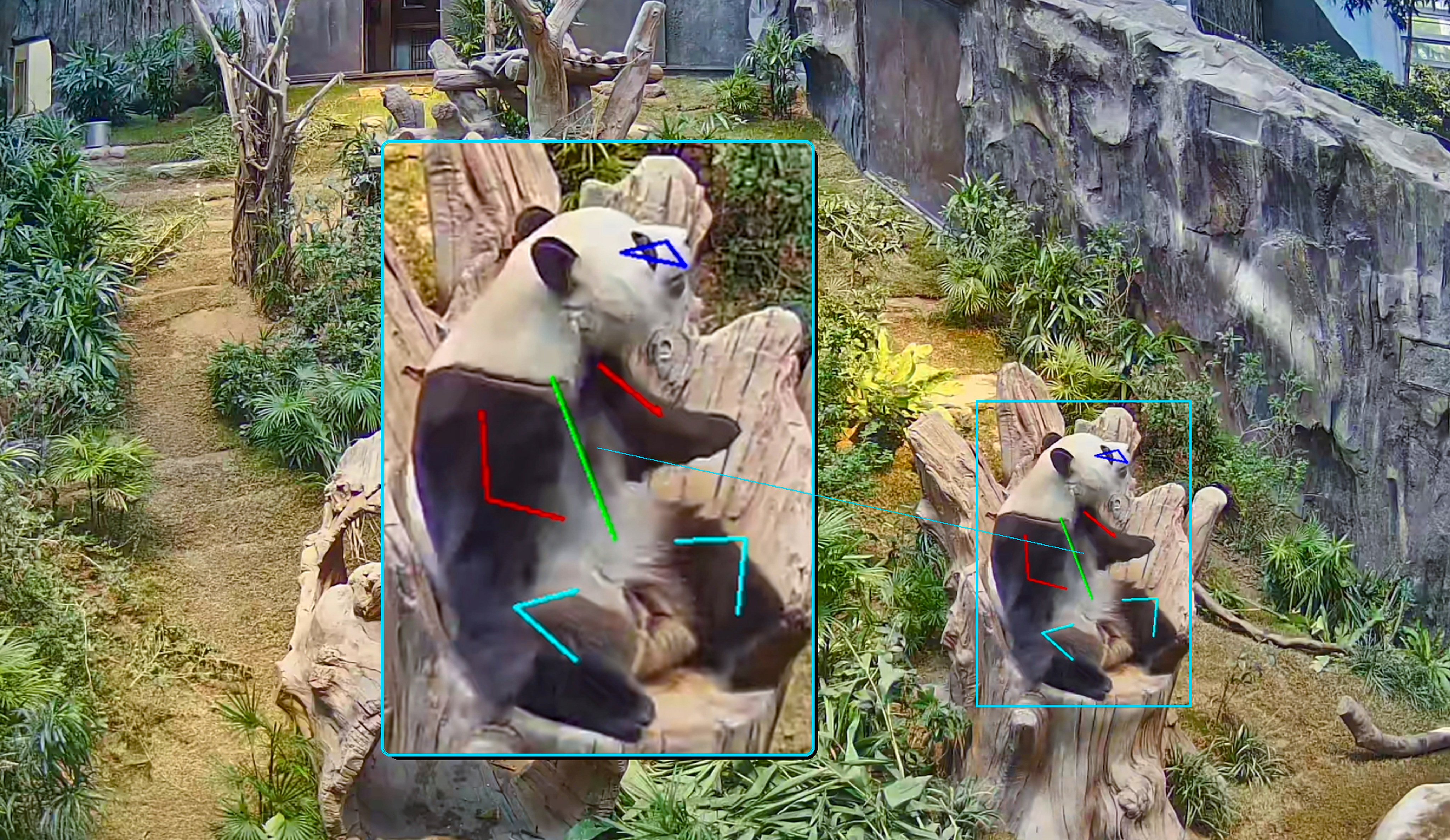 24-hour surveillance footage is processed by machine learning models to quantify activity cycles and locomotor patterns in giant pandas. Photo: Handout