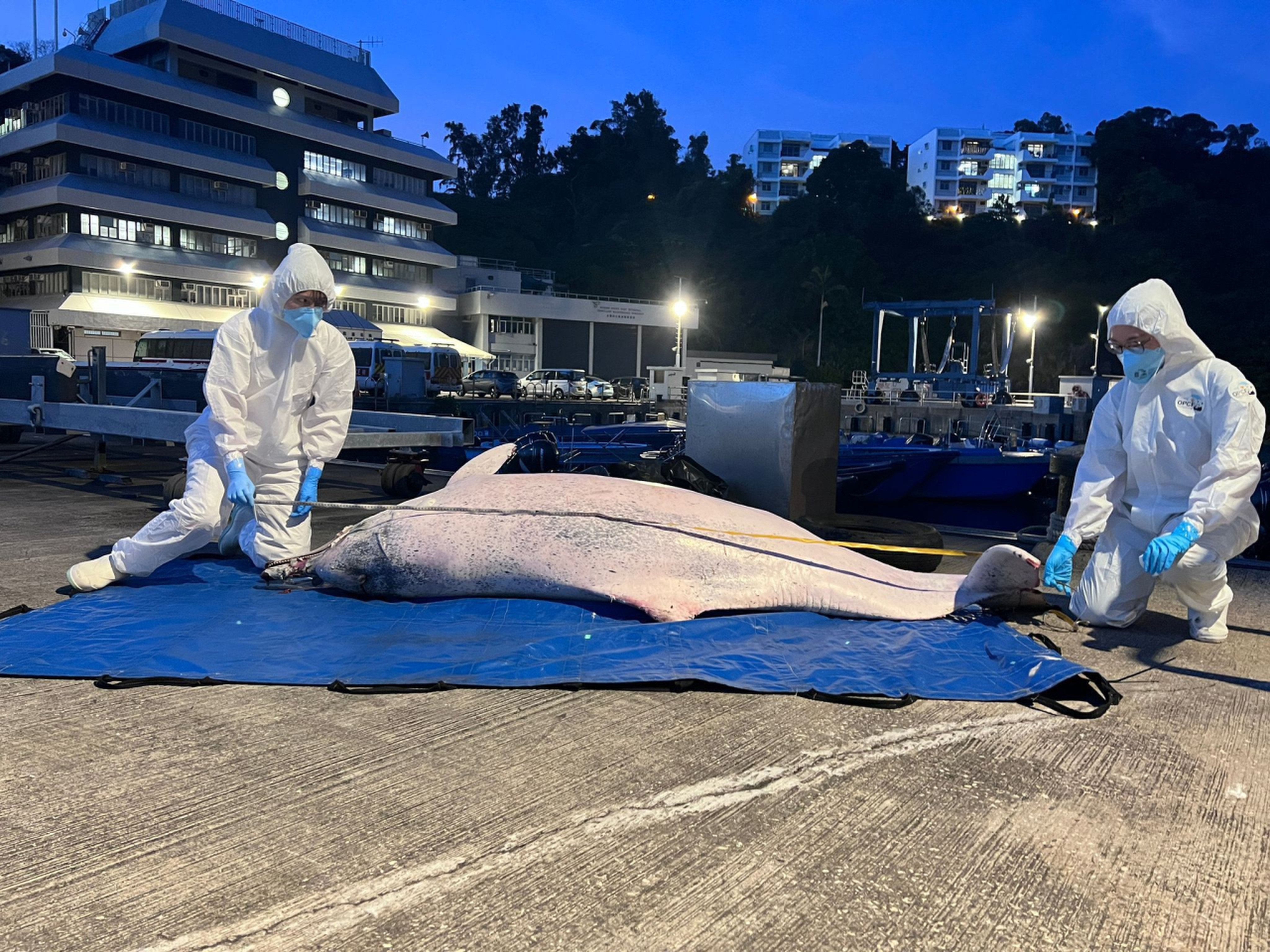 A dead Chinese white dolphin was found in Hong Kong waters in 2023. Photo: Ocean Park Conservation Foundation