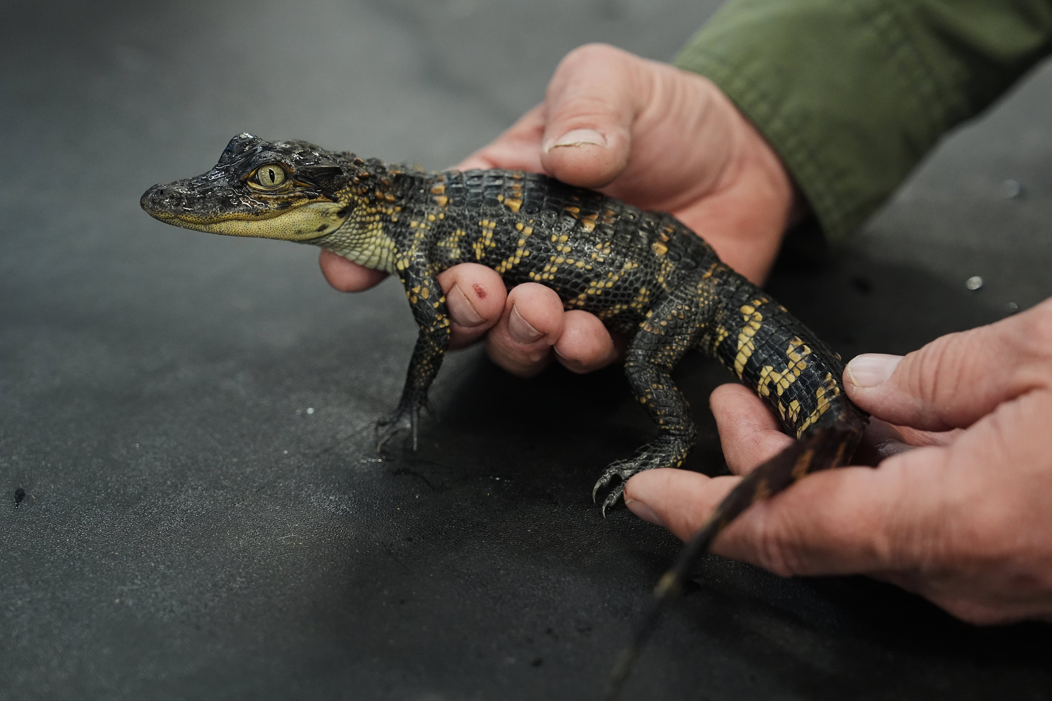 George Melancon, a research biologist, holds a baby alligator at the Rockefeller Wildlife Refuge in the US state of Louisiana. Photo: AP