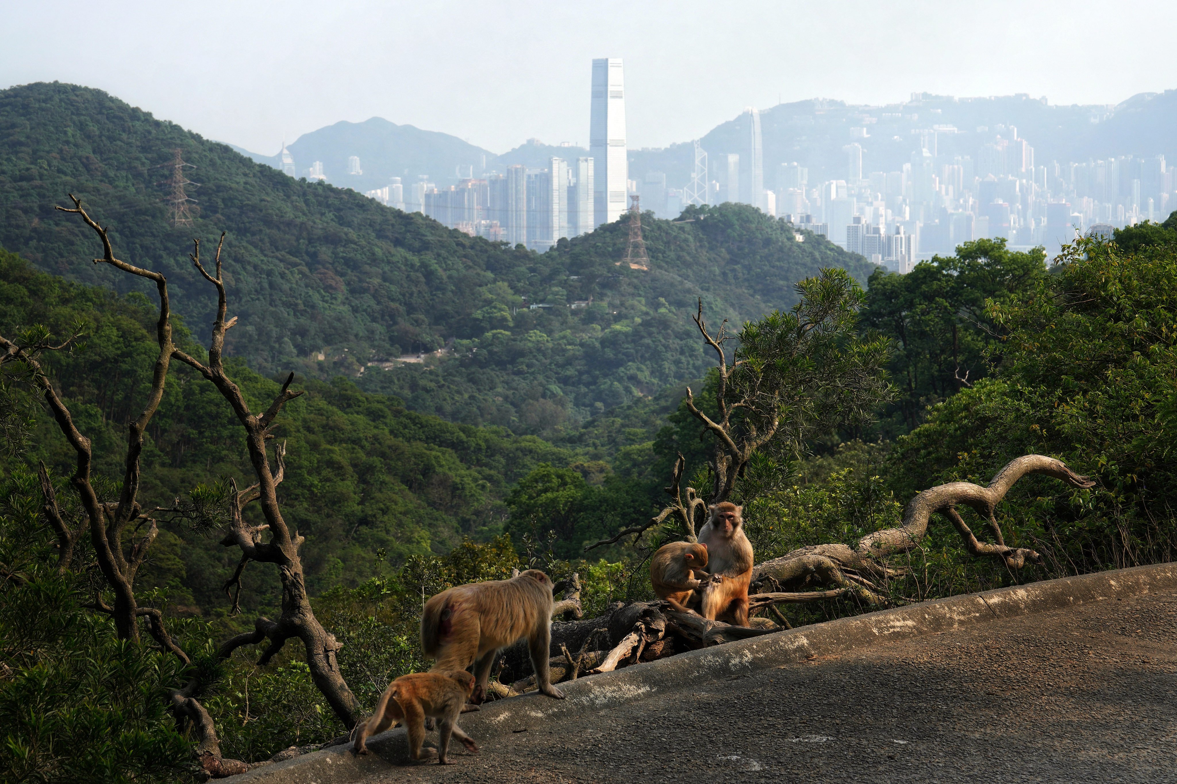A group of monkeys rest on branches at Kam Shan Country Park. WWF-Hong Kong’s “State of Biodiversity report” warns that over 25 per cent of assessed species are at risk of local extinction. Photo: Elson Li