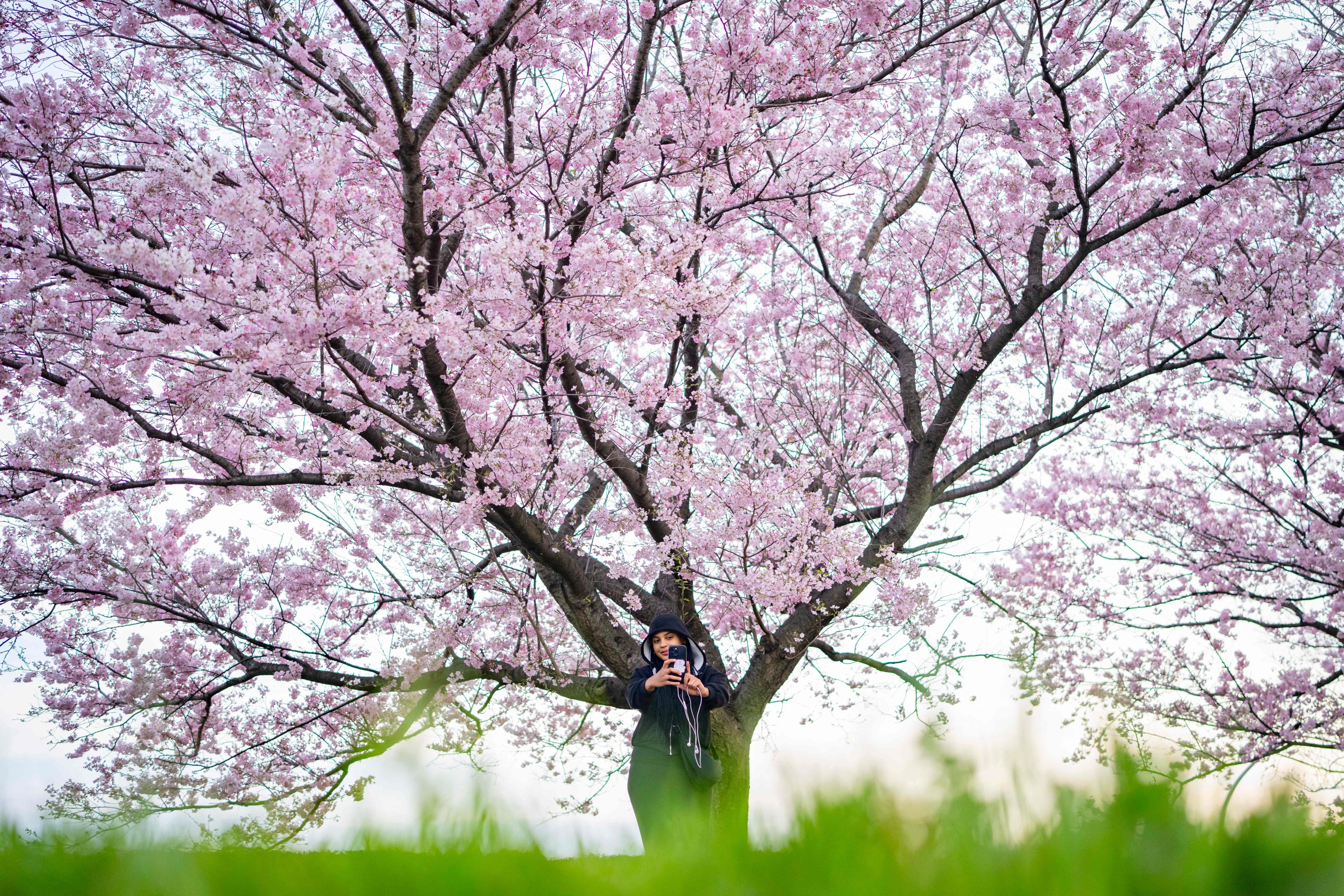 A woman takes selfies in front of a cherry blossom tree in Kawasaki, Kanagawa prefecture, Japan. Photo: AFP
