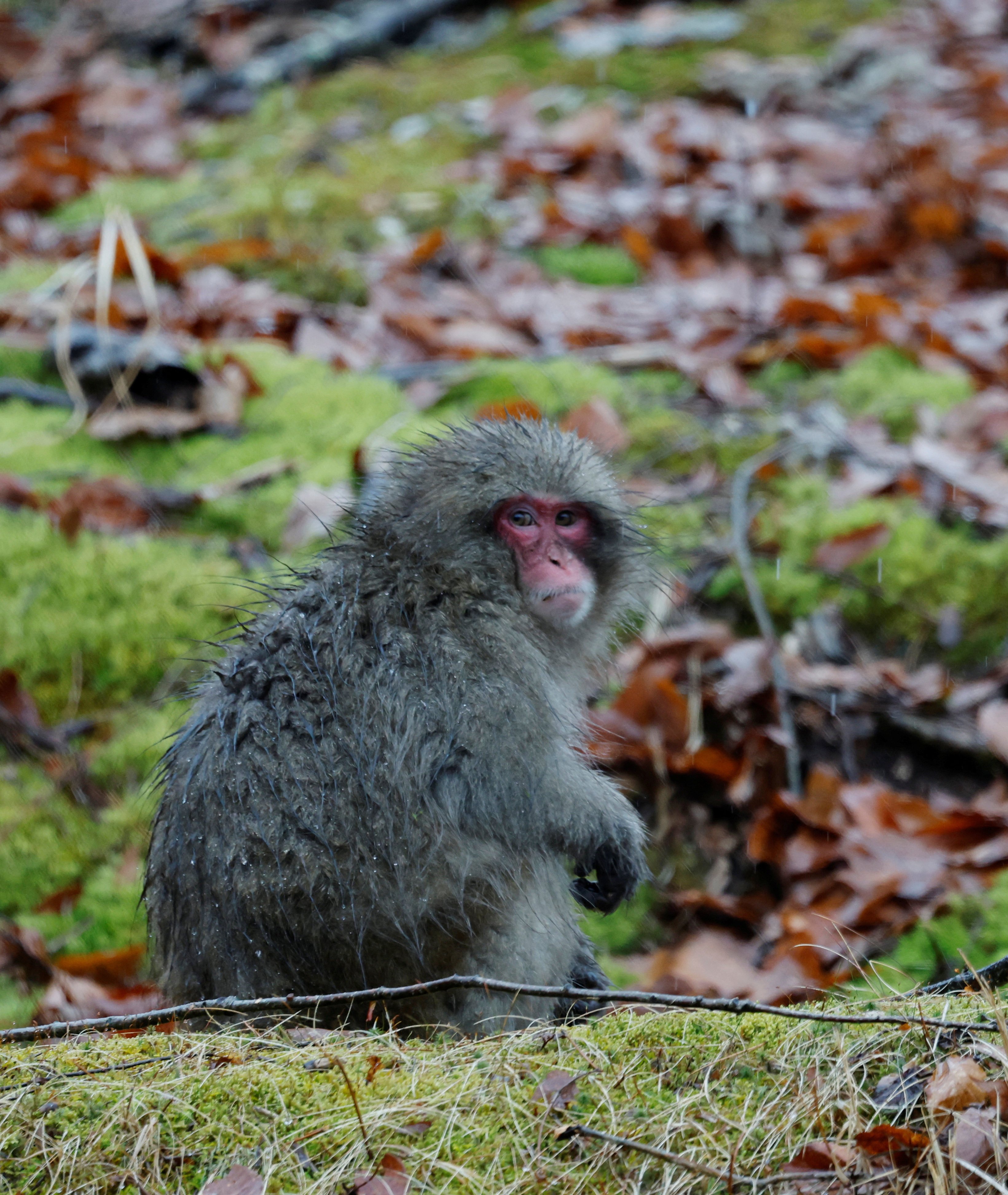 A wild Japanese macaque sits in the rain at a nature park in Japan. Photo: Reuters
