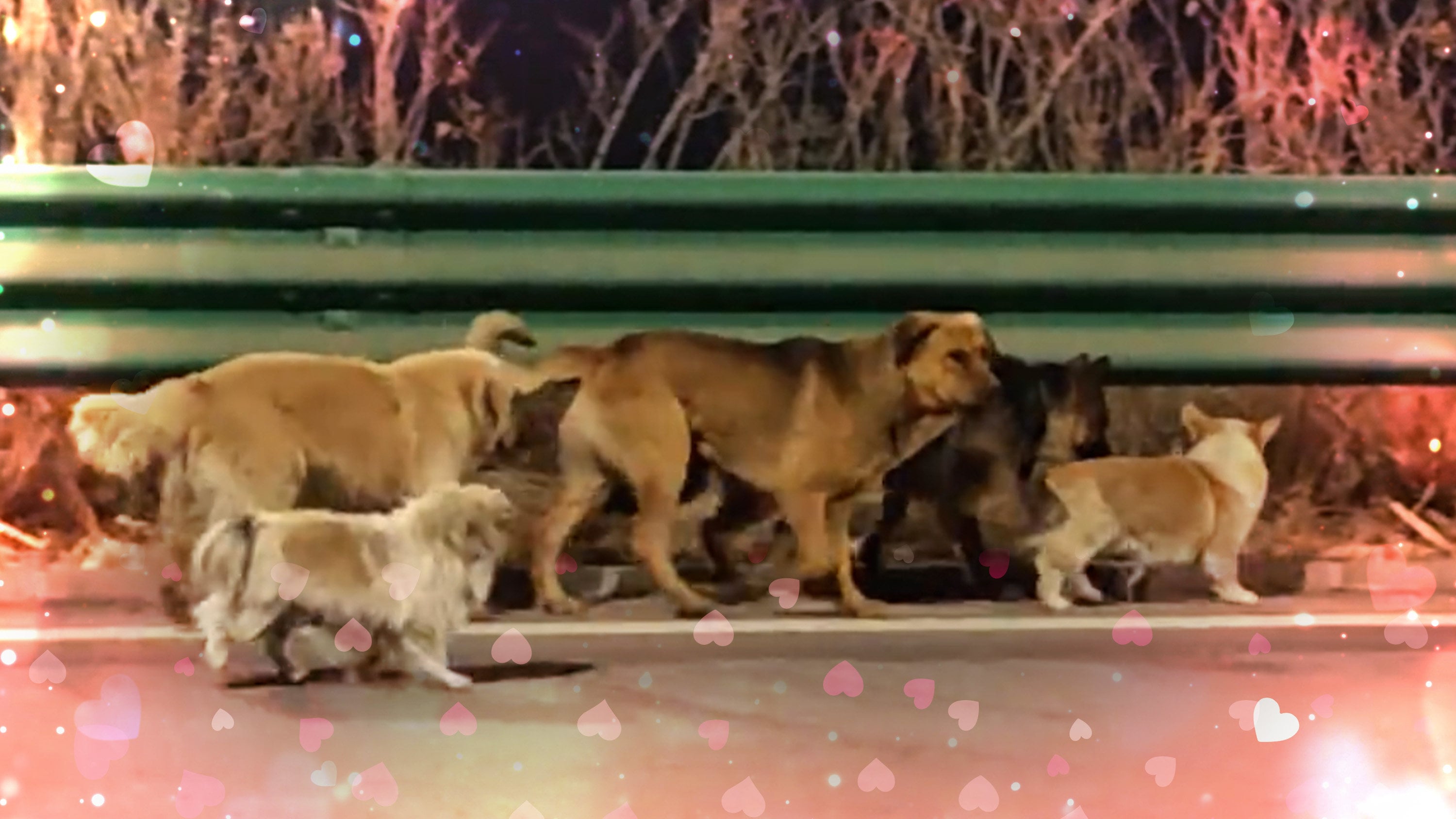 A viral video of a 17-kilometre journey home featuring seven dogs in China sparked widespread attention globally, but an investigation revealed the truth. Photo: SCMP composite/Douyin