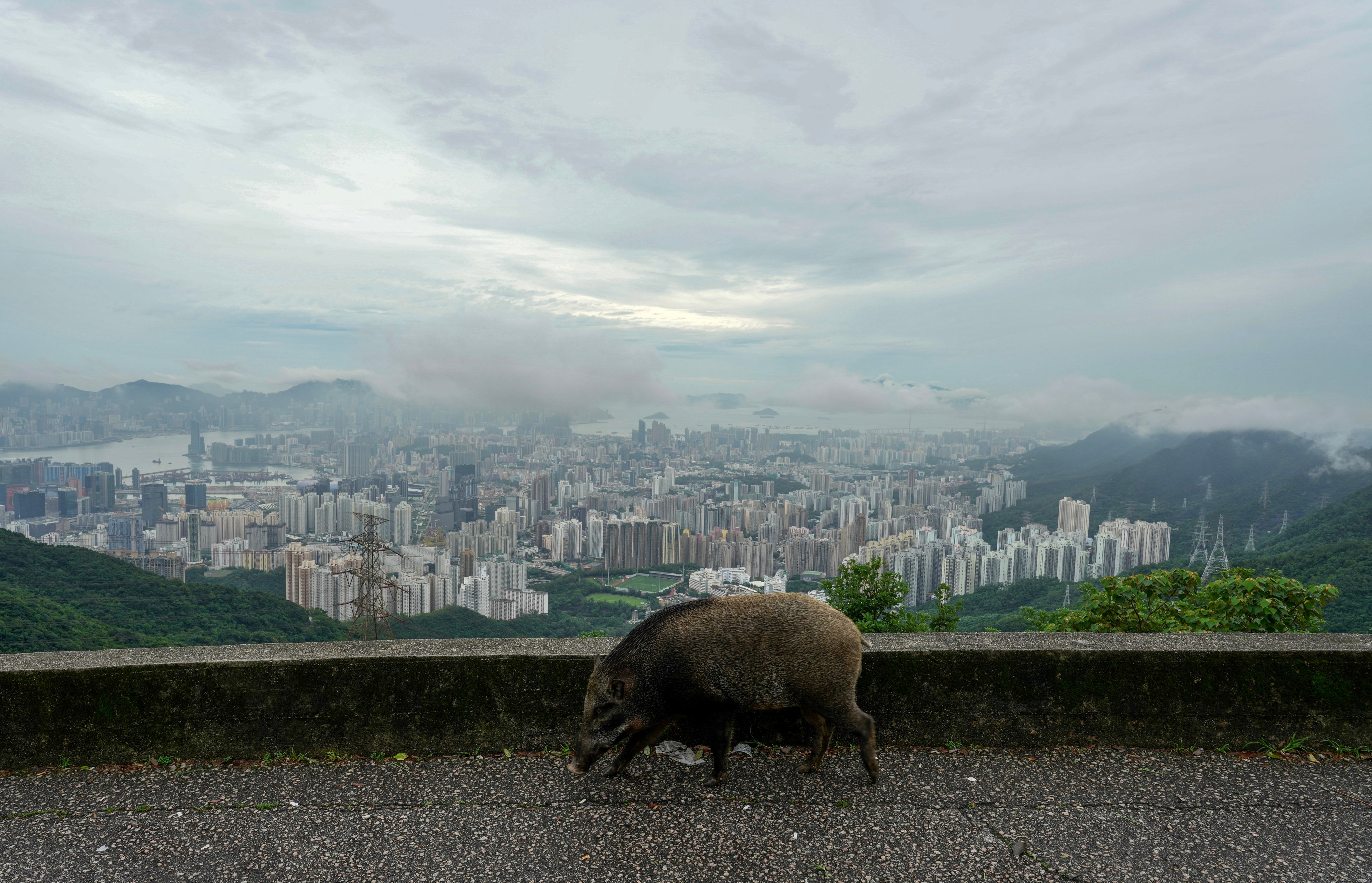 A wild boar is seen at Fei Ngo Shan Road on August 21, 2024. The number of wild pigs fell from about 1,830 in 2022 to around 900 in 2024. Photo: Sam Tsang