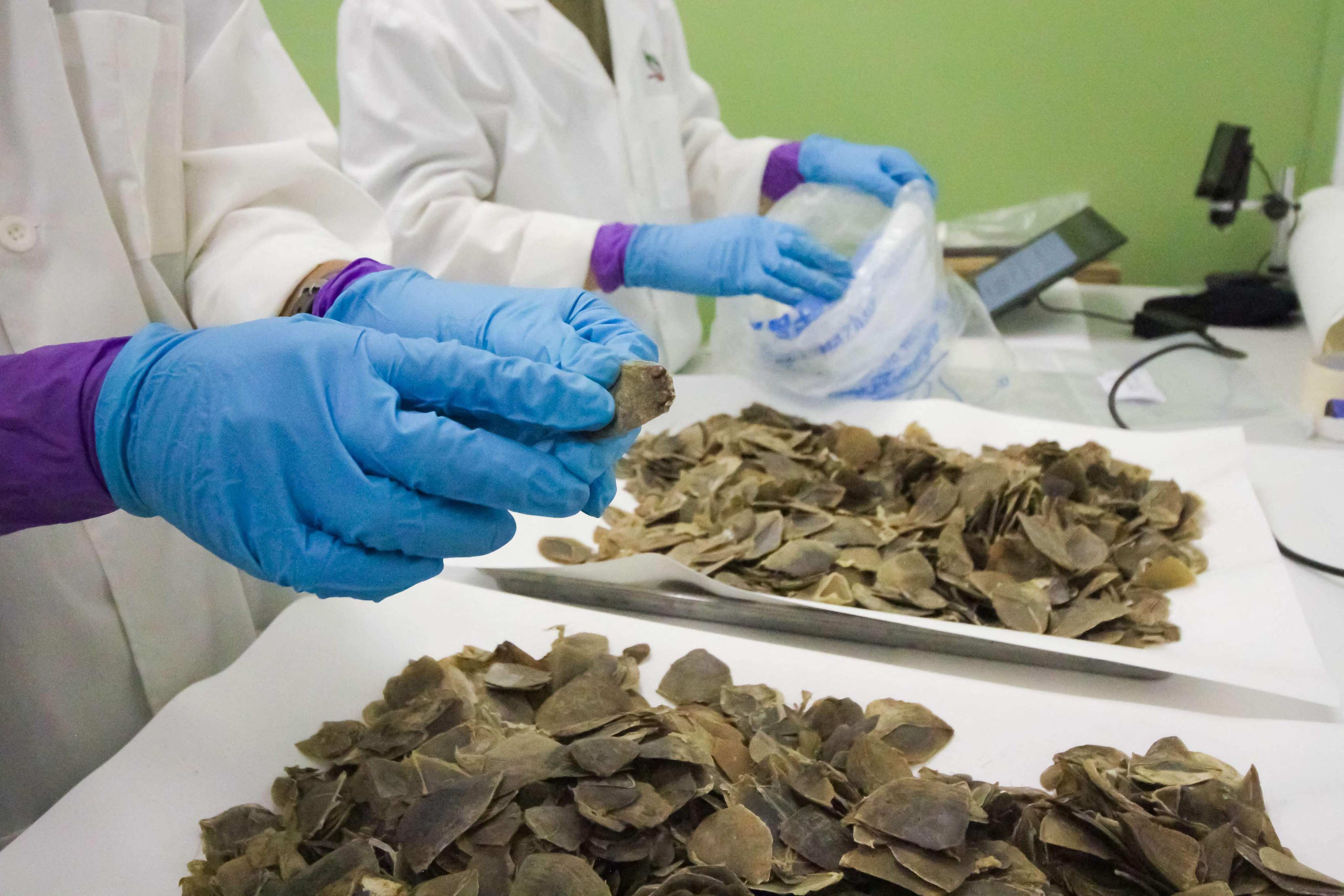 Pangolin scales are examined following their seizure in Singapore on December 29, 2025. Photo: AFP/Singapore’s National Parks Board and Immigration & Checkpoints Authority