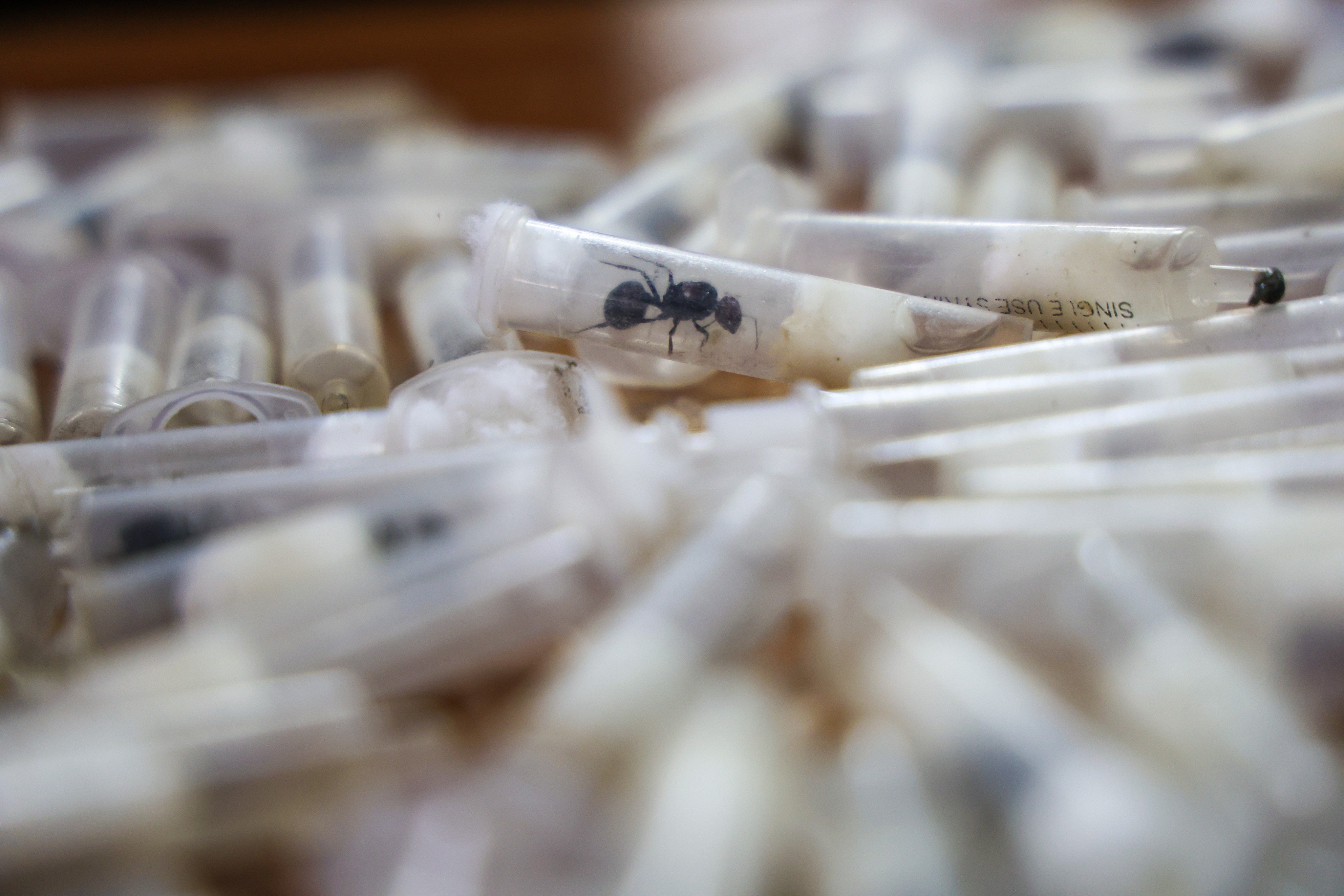 Kenya’s Wildlife Service detected five cases of smugglers trying to take live queen ants out of the country on flights last year. Photo: AP