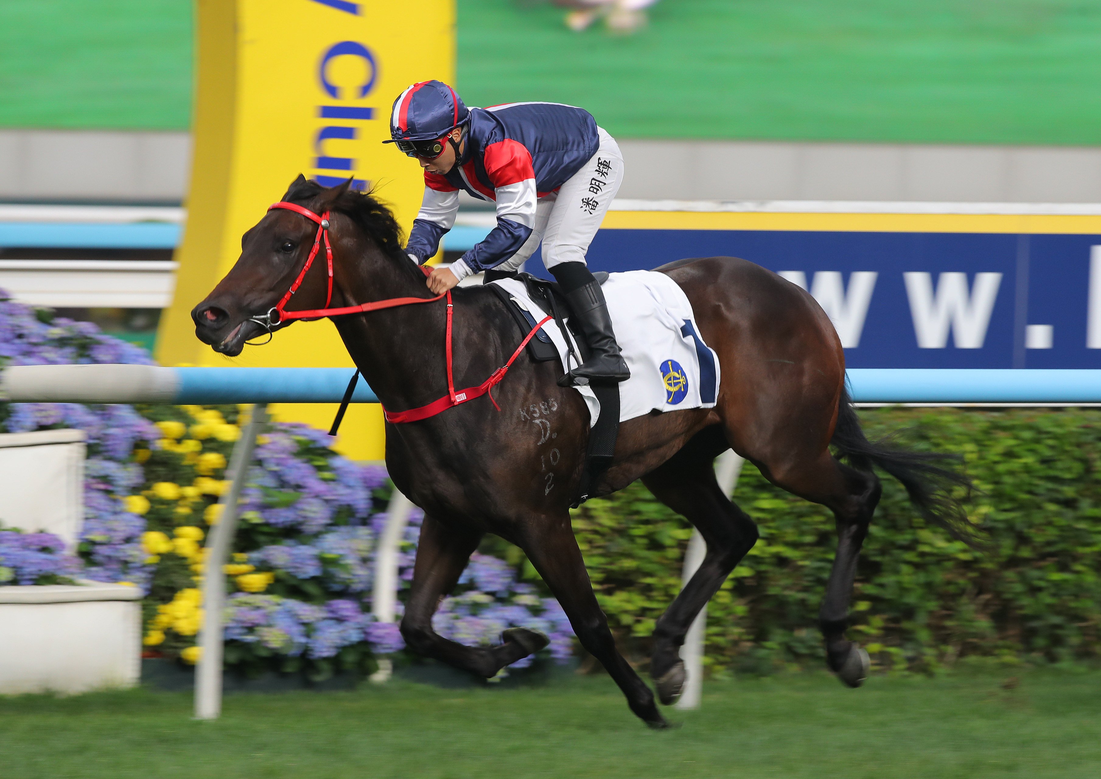 Matthew Poon guides the unbeaten Salon S to victory at Sha Tin. Photos: Kenneth Chan