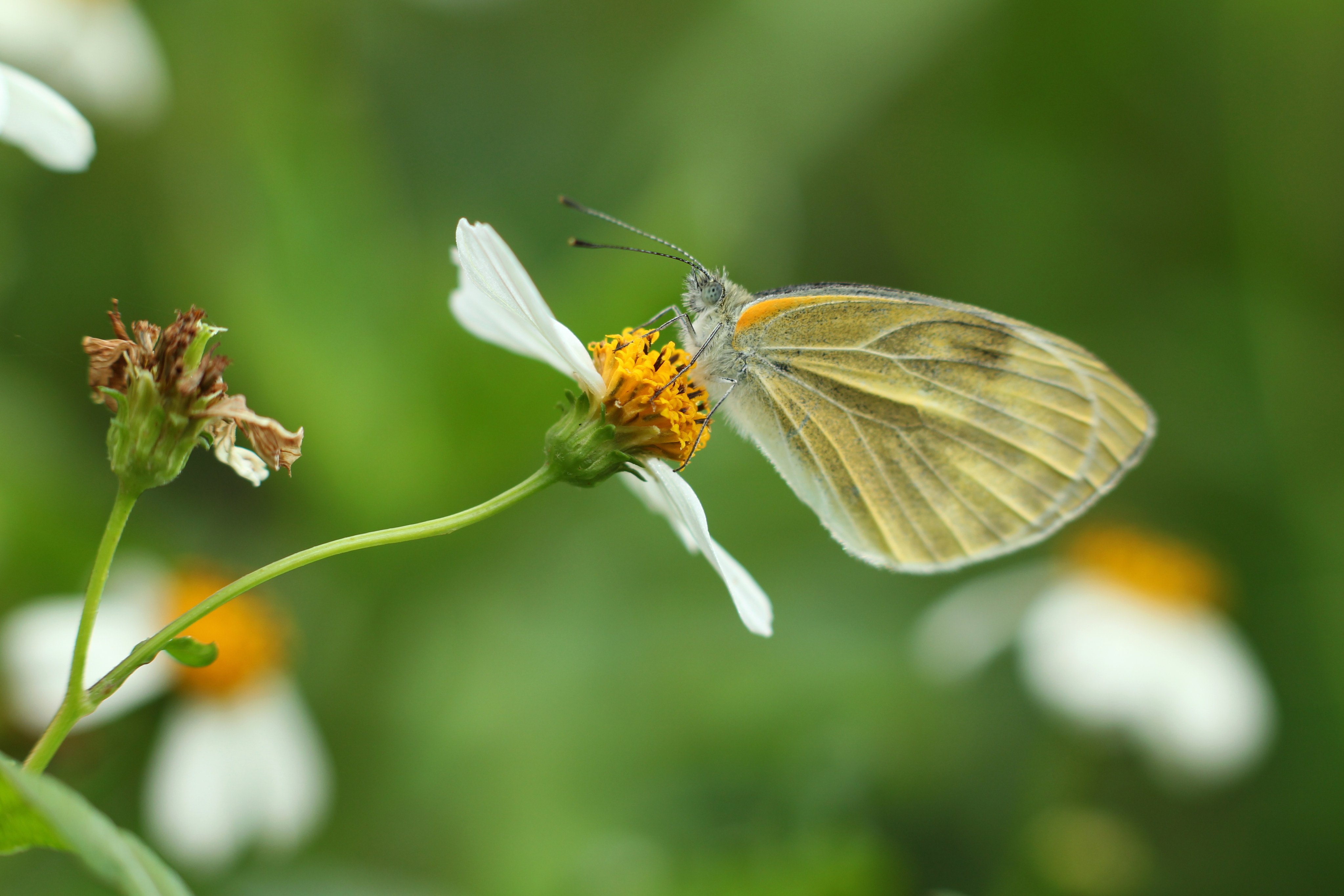 Have you heard of chaos theory and the butterfly effect? Photo: Oliver Tsang