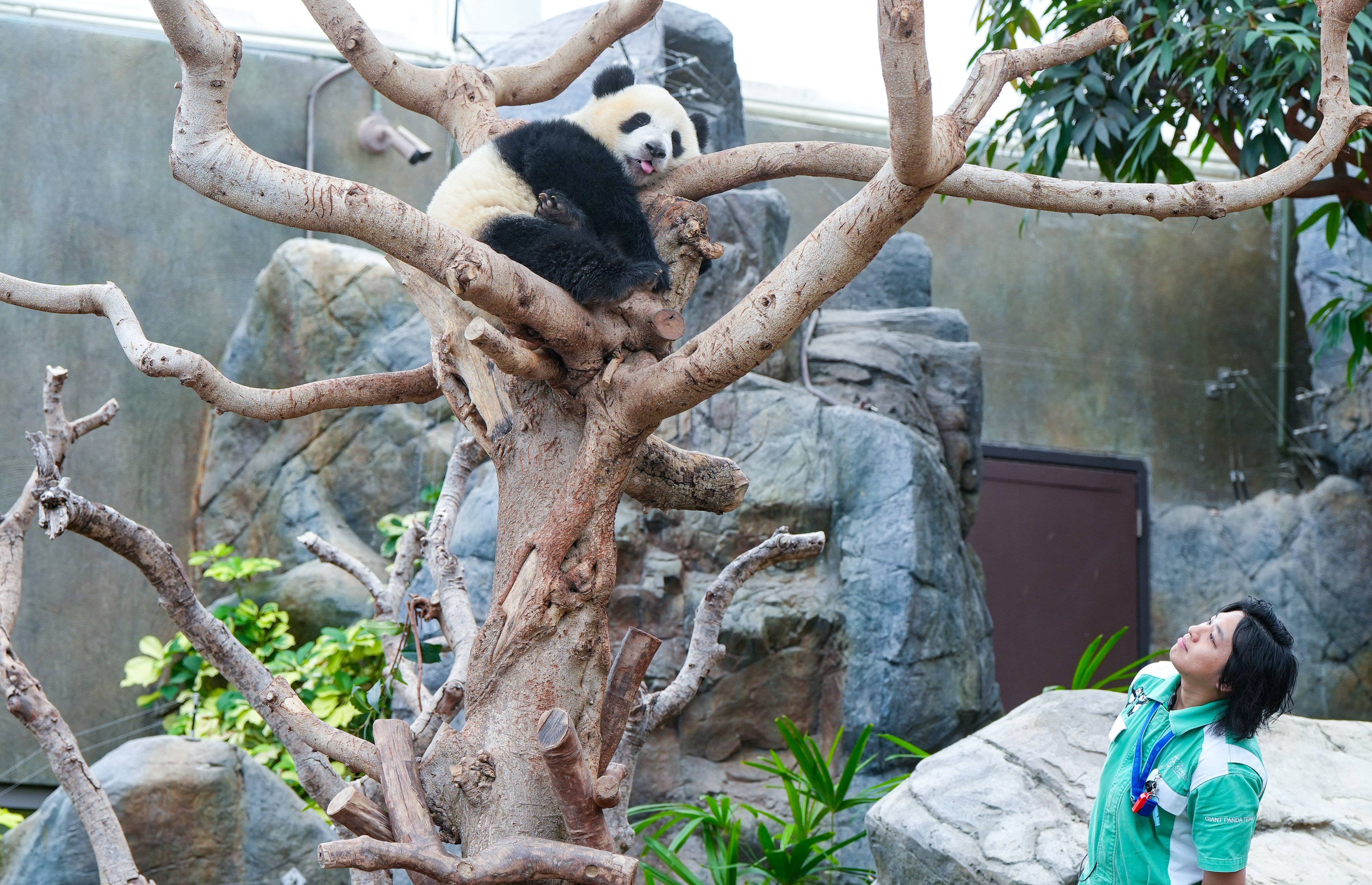 An Ocean Park staff member and the giant panda, Jia Jia. Photo: Sam Tsang