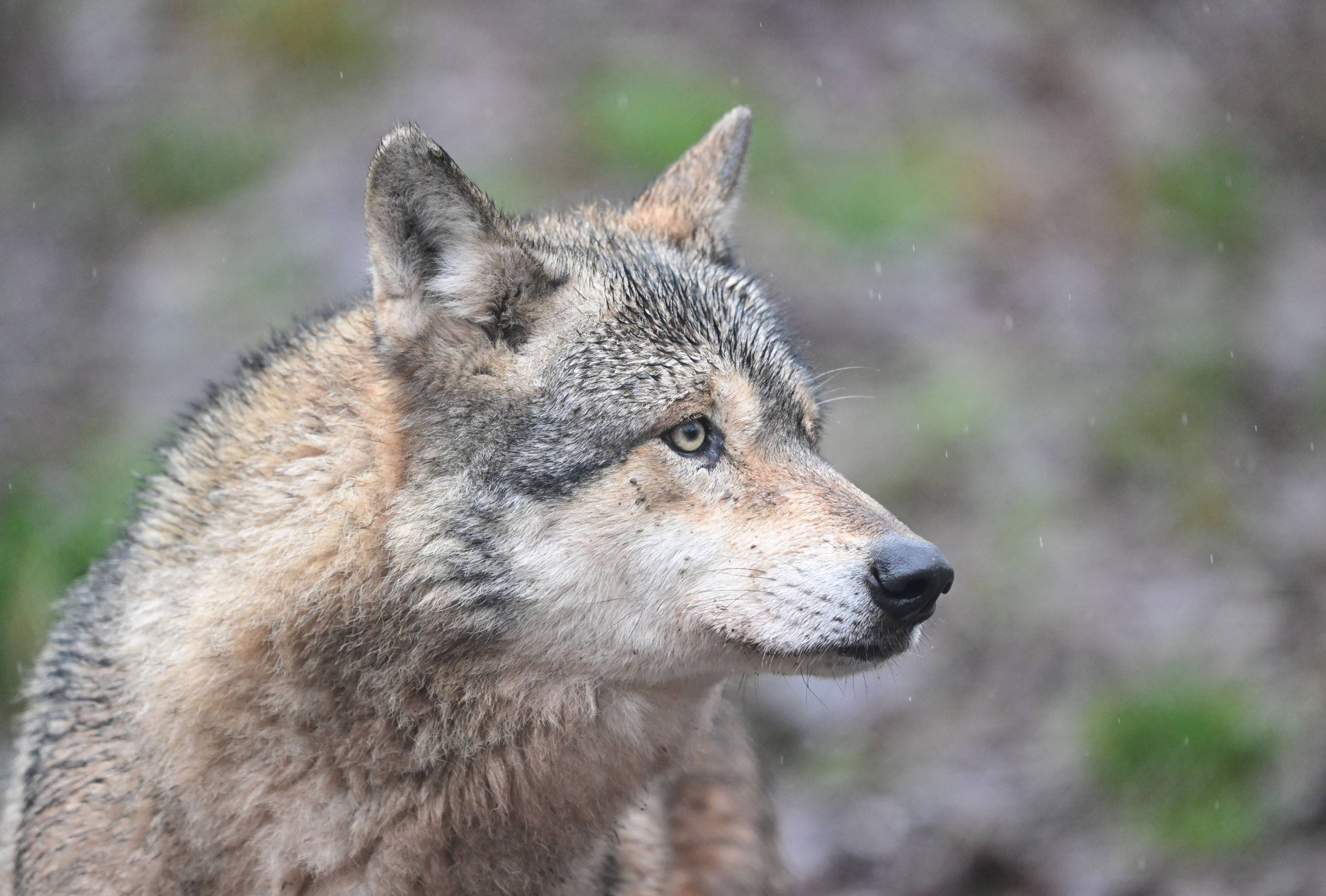 A wolf is seen in an enclosure in Baden-Wuerttemberg. Wolves were effectively wiped out in Germany but started returning about 30 years ago. Photo: dpa