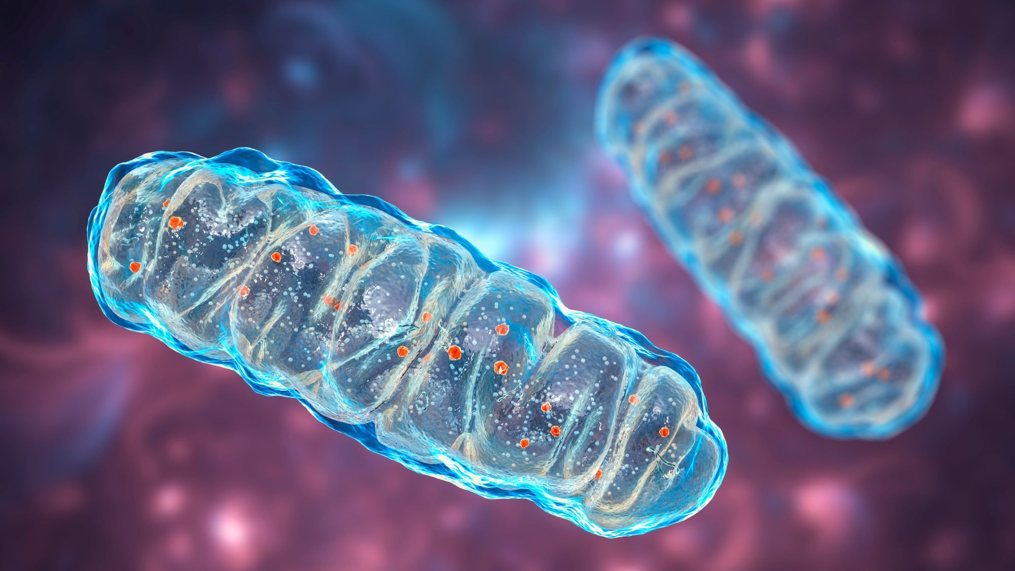 Zhang Kai’s research looks at the structure of mitochondria, often called the powerhouse of the cell. Photo: Shutterstock