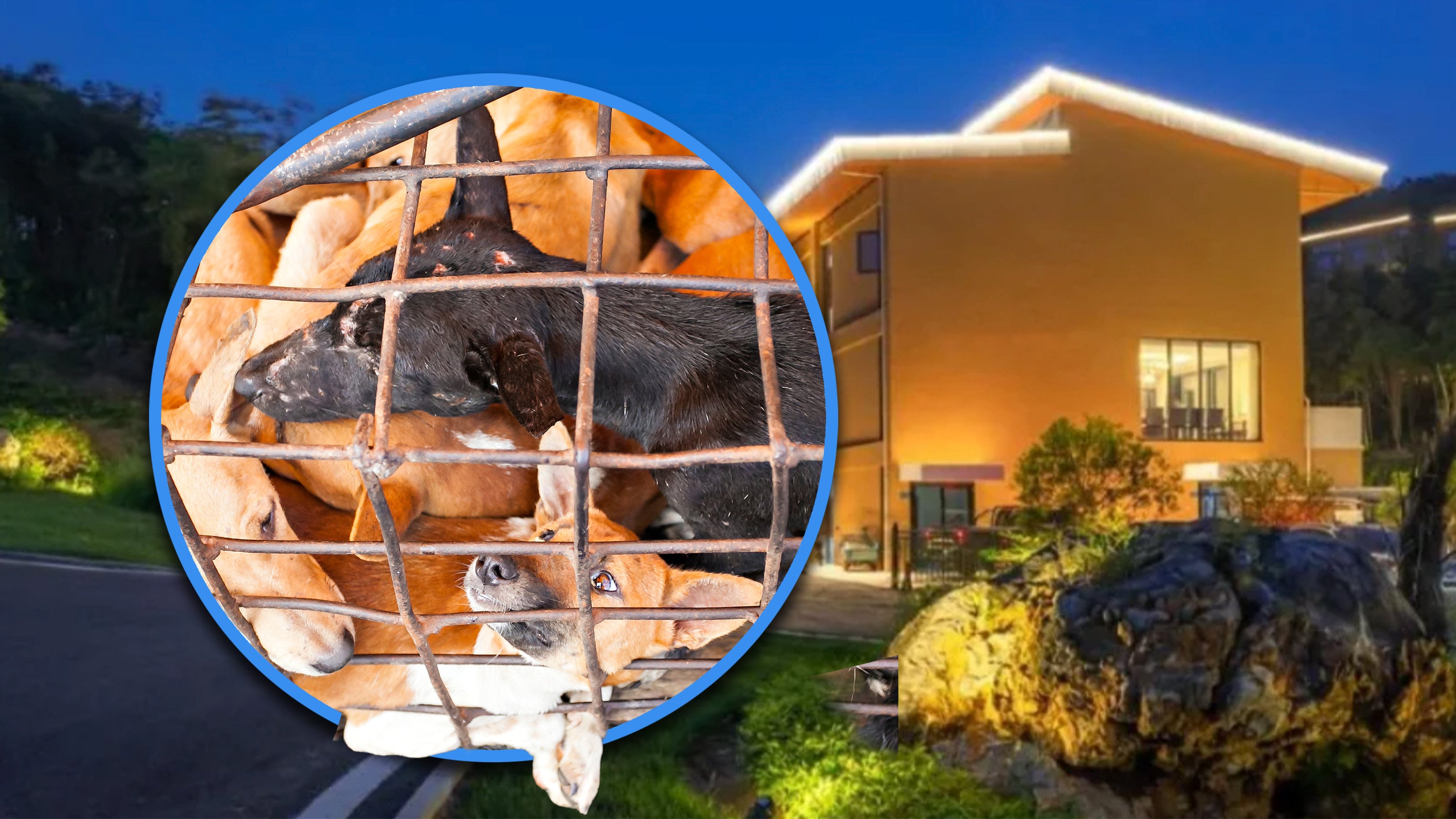 A traveller in China who stayed at a pet-friendly hotel was shocked to receive a text recommending places where she could eat dog meat. Photo: SCMP composite/Shutterstock/RedNote