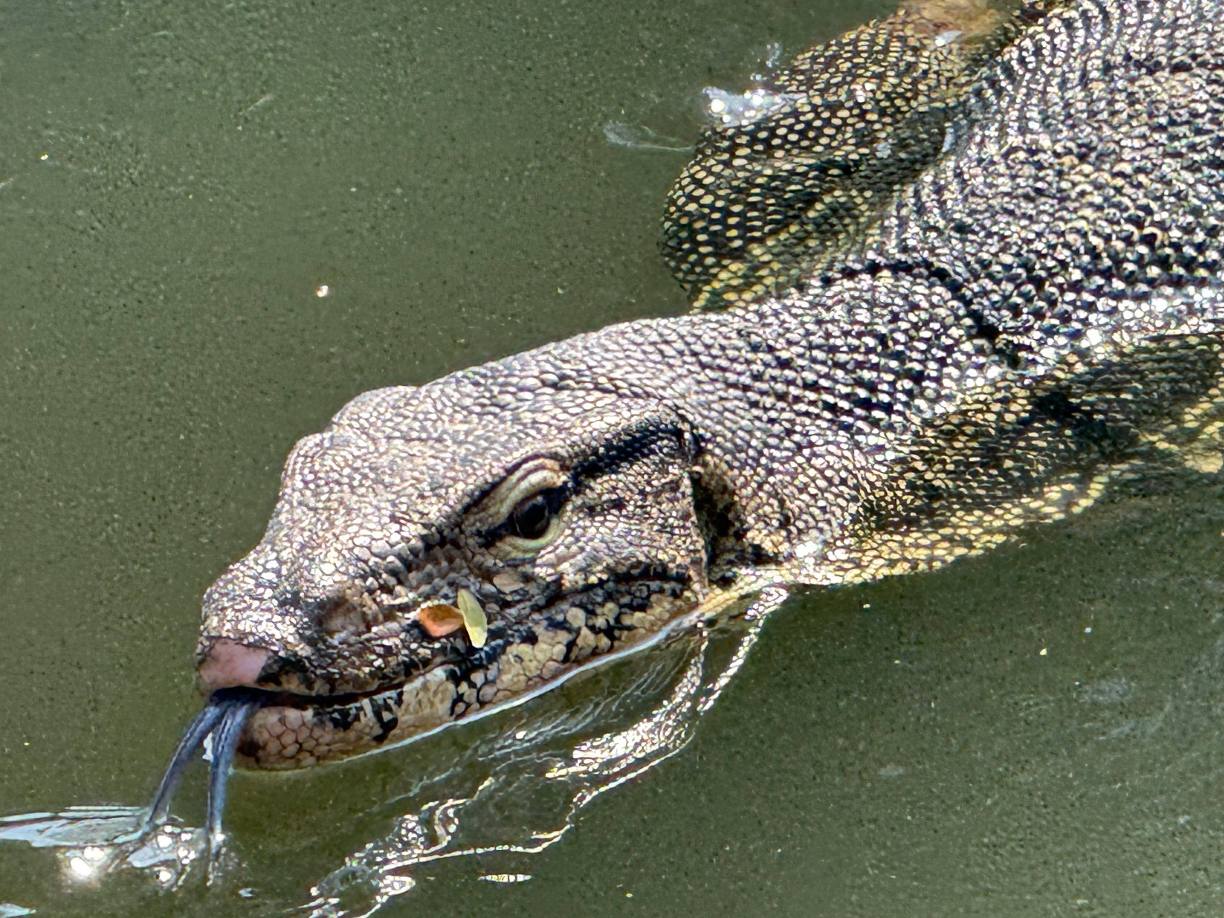 Monitor lizards live in Bangkok’s Lumphini Park and many other waterways in the Thai capital. Photo: dpa