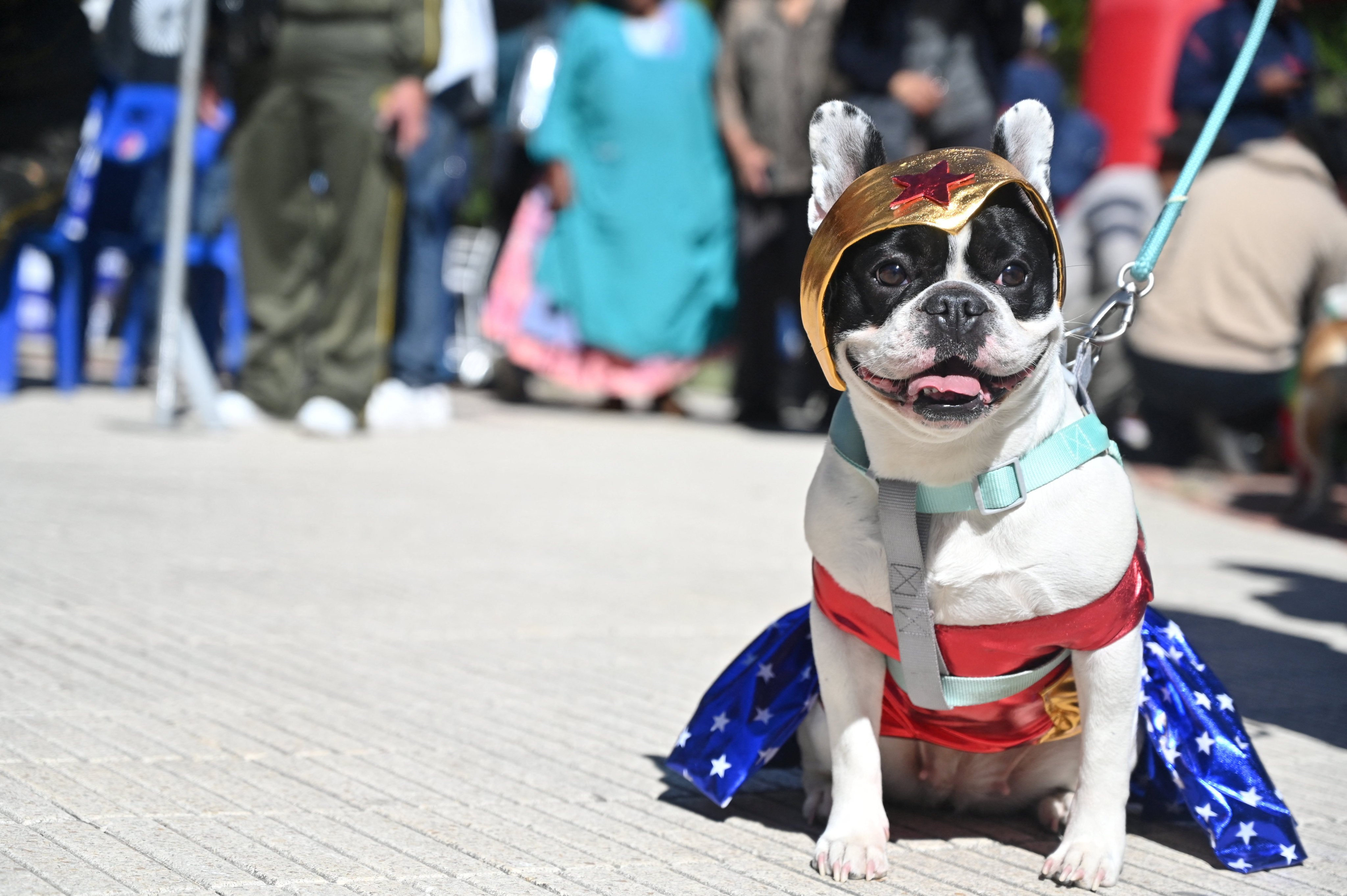 Do you know how to tell how a dog is feeling? Photo: Reuters