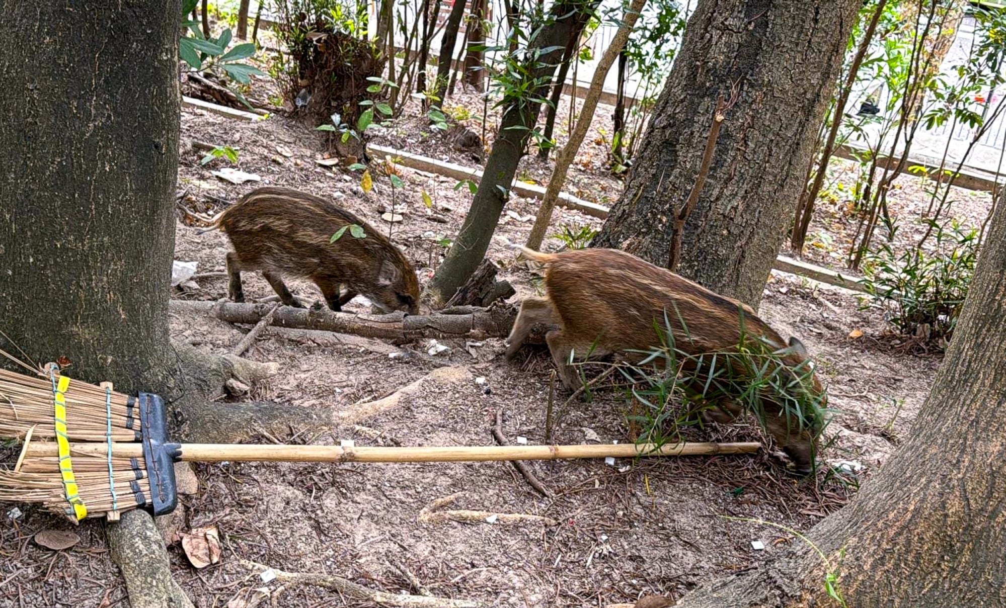 Boars were spotted in Wong Tai Sin on March 17, captured and put down Photo: Handout