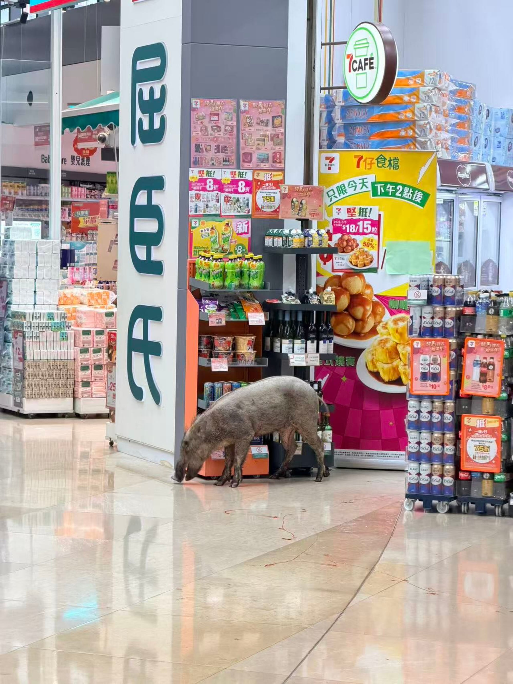 A boar caused havoc in Wu Kai Sha in late February. Photo: Threads/_terryyu_