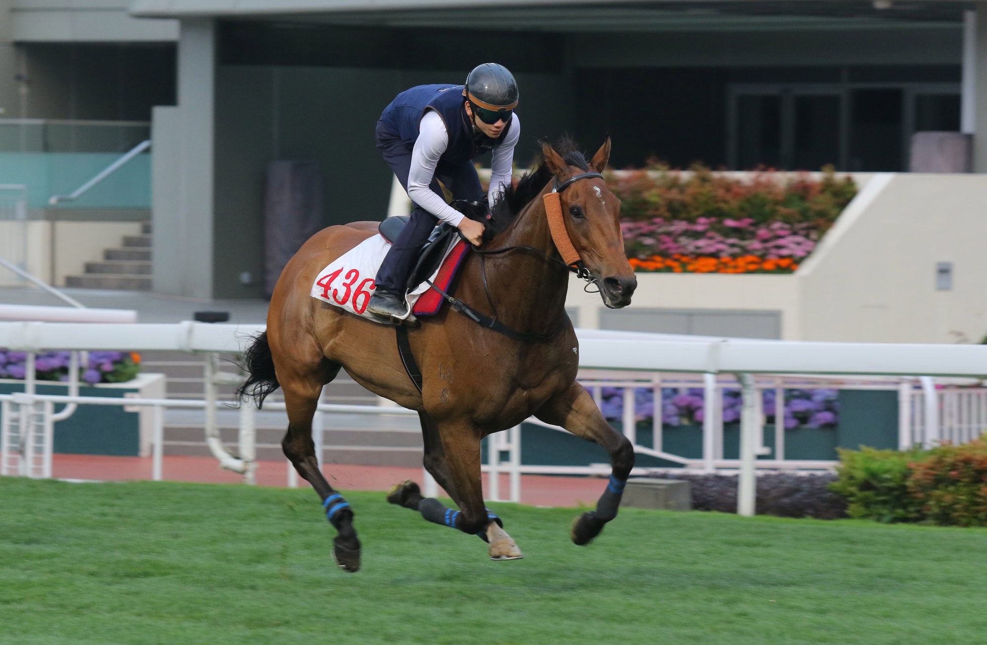 Voyage Bubble gallops at Sha Tin earlier this week.