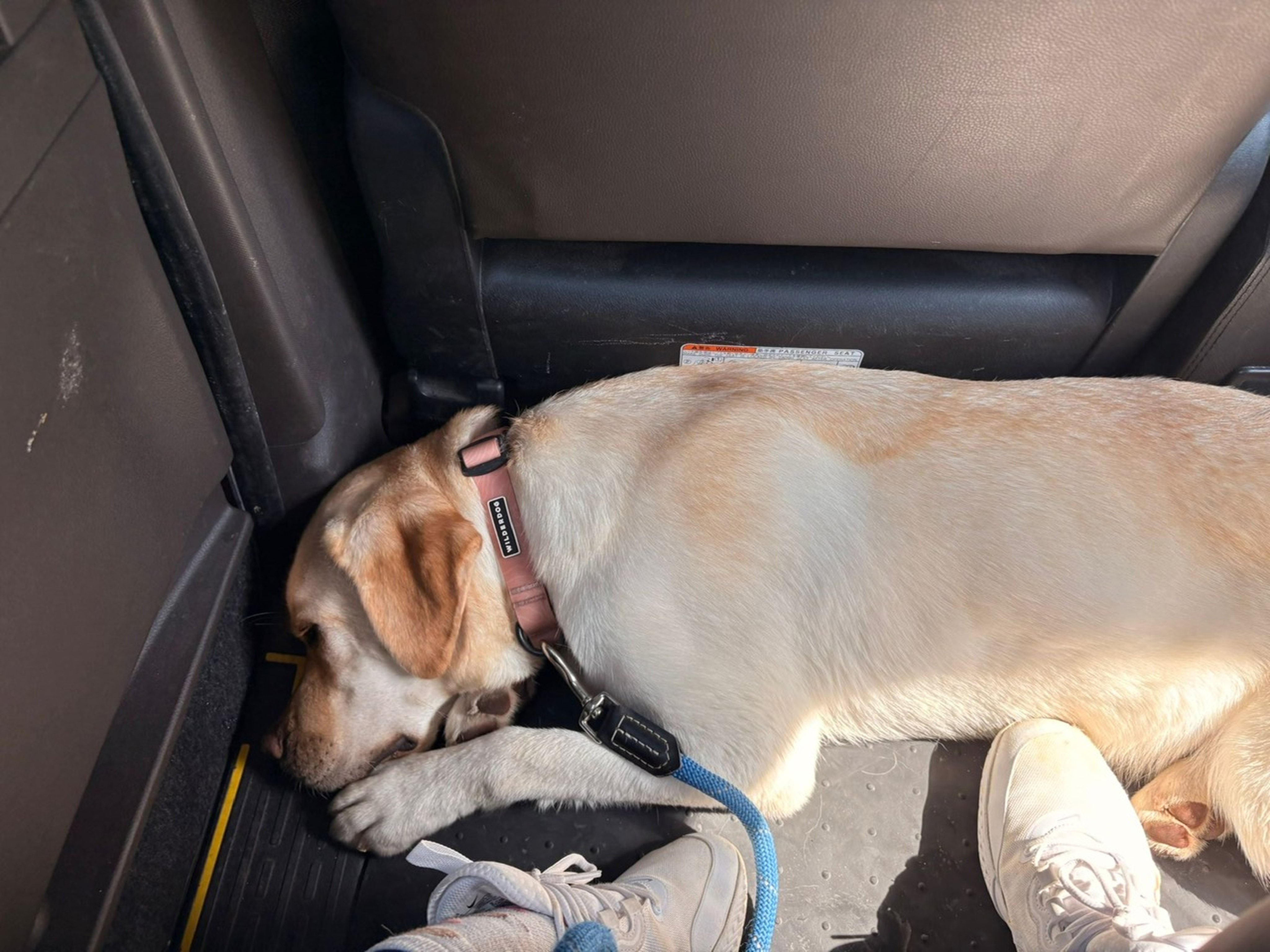 Quaife’s dog, Amfy, on the way to the vet after unwittingly eating rat poison. Photo: Handout