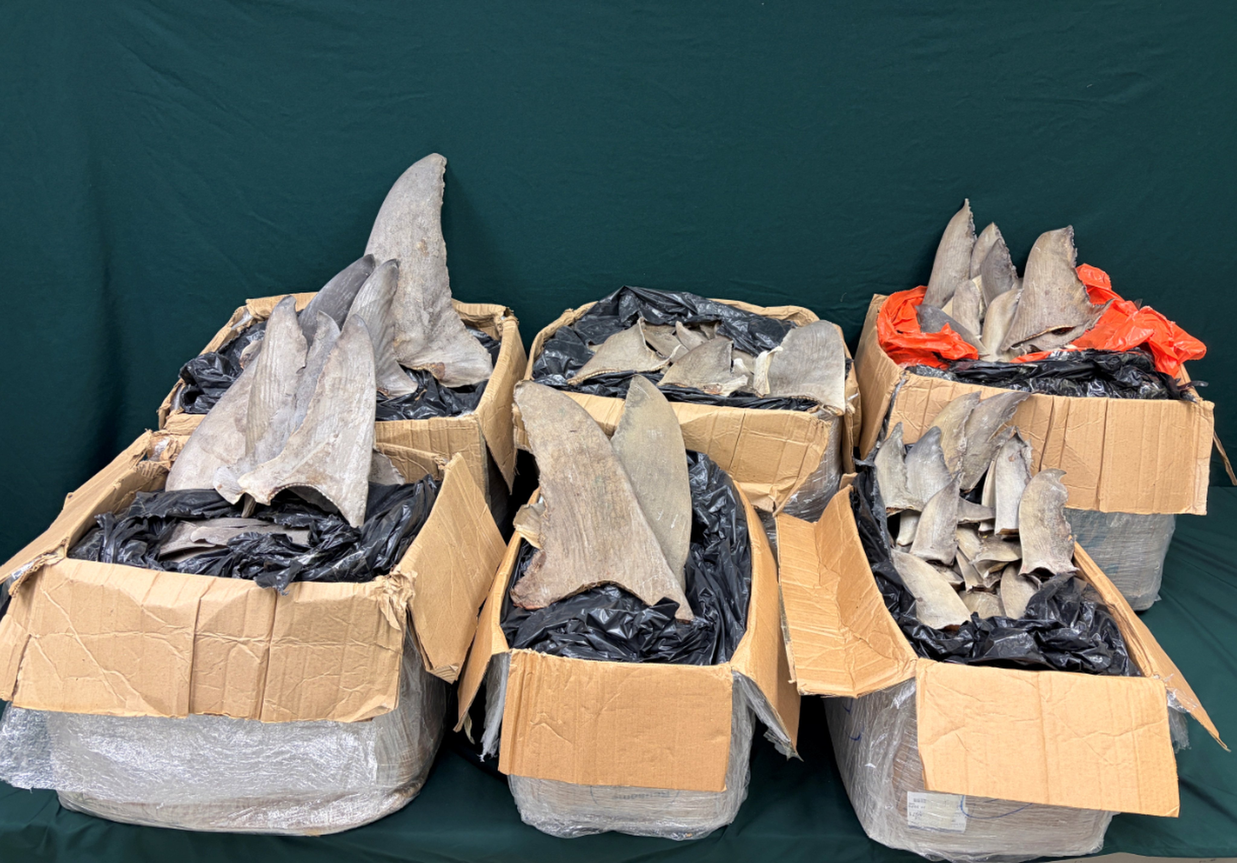 Officers found six boxes of suspected scheduled dried shark fins, weighing about 162kg in a shipment from Panama. Photo: Handout