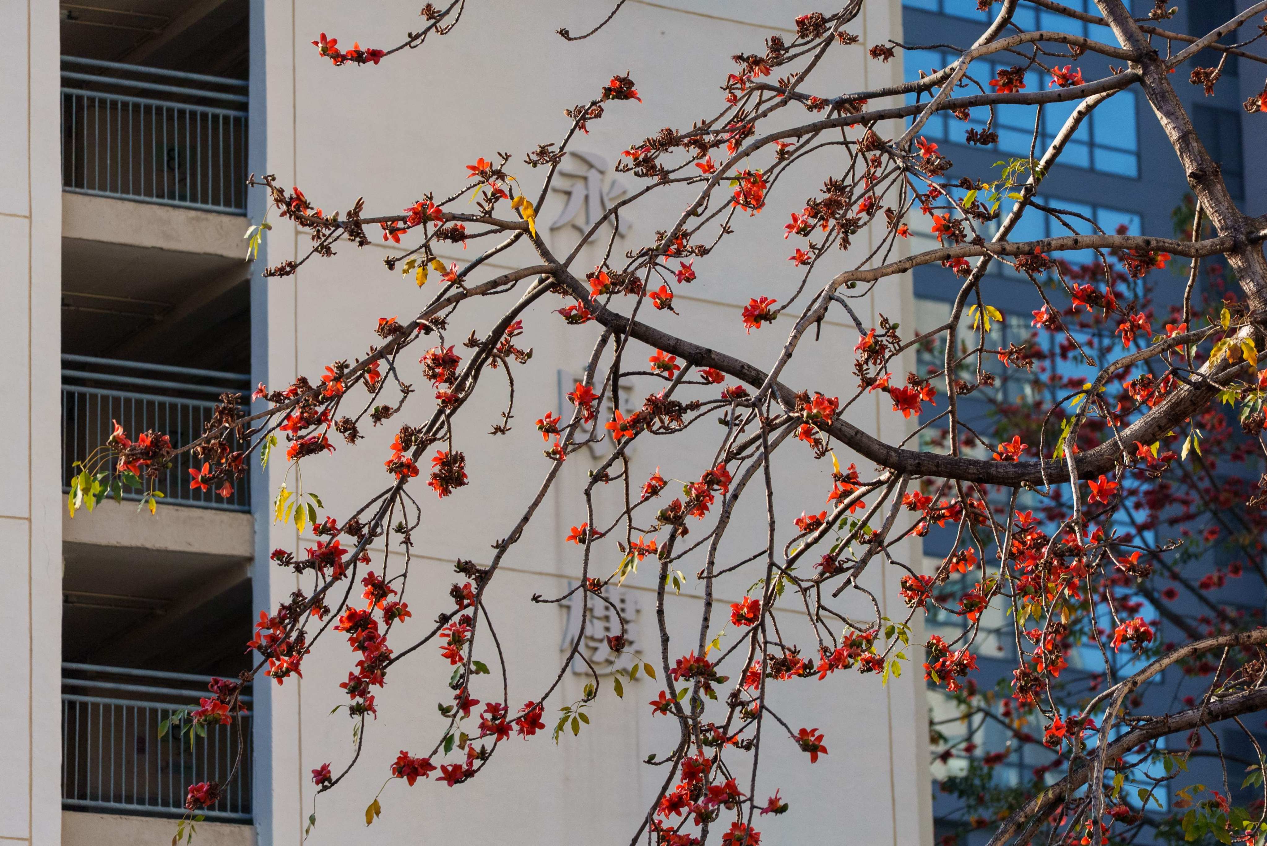 A kapok tree blooms with vibrant red flowers while retaining green foliage that typically would have shed during winter, in Hong Kong on March 15, 2026. Photo: AFP