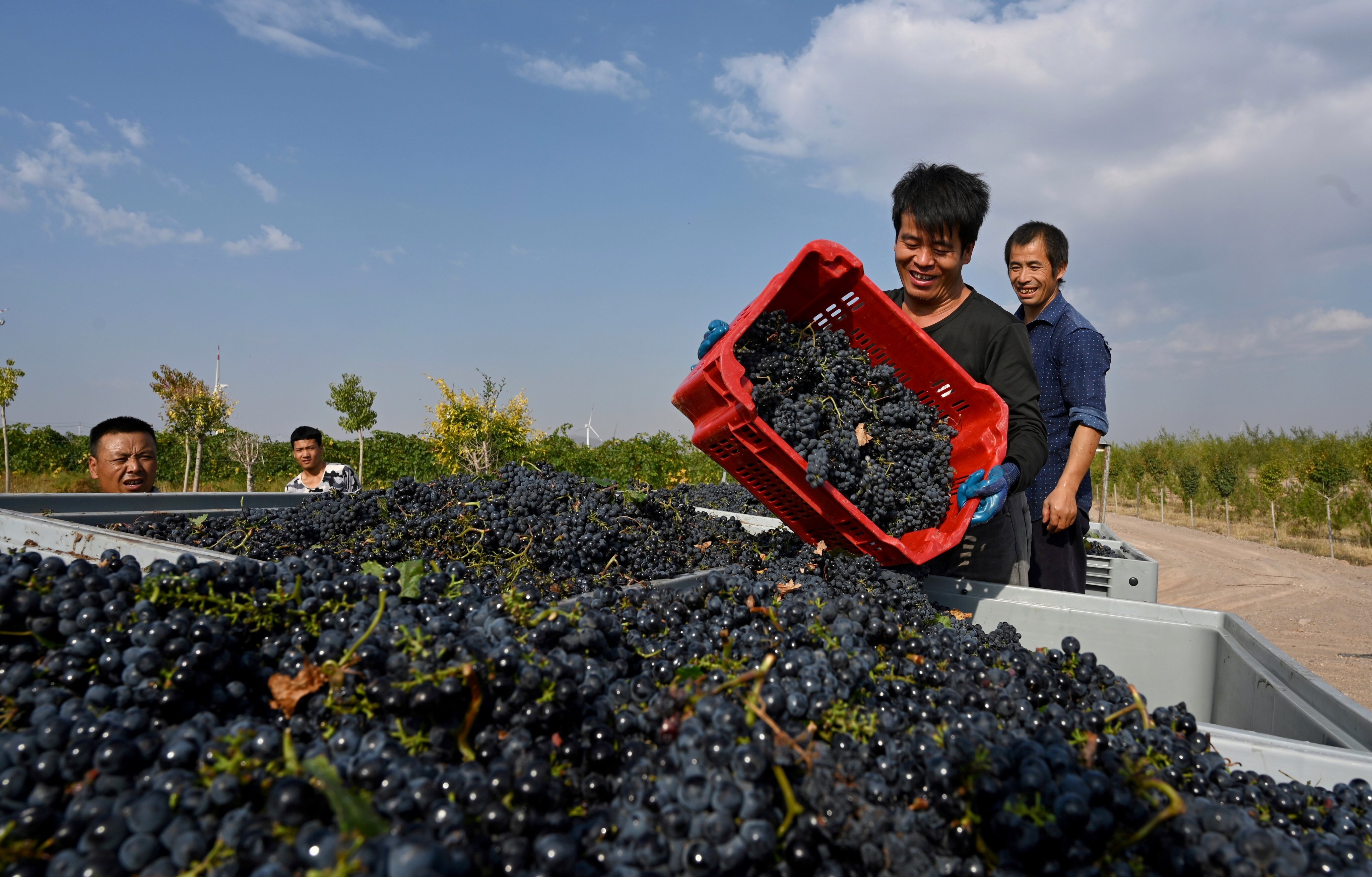 A worker harvests grapes for red wine at Xige Estate. Photo: Xige Estate