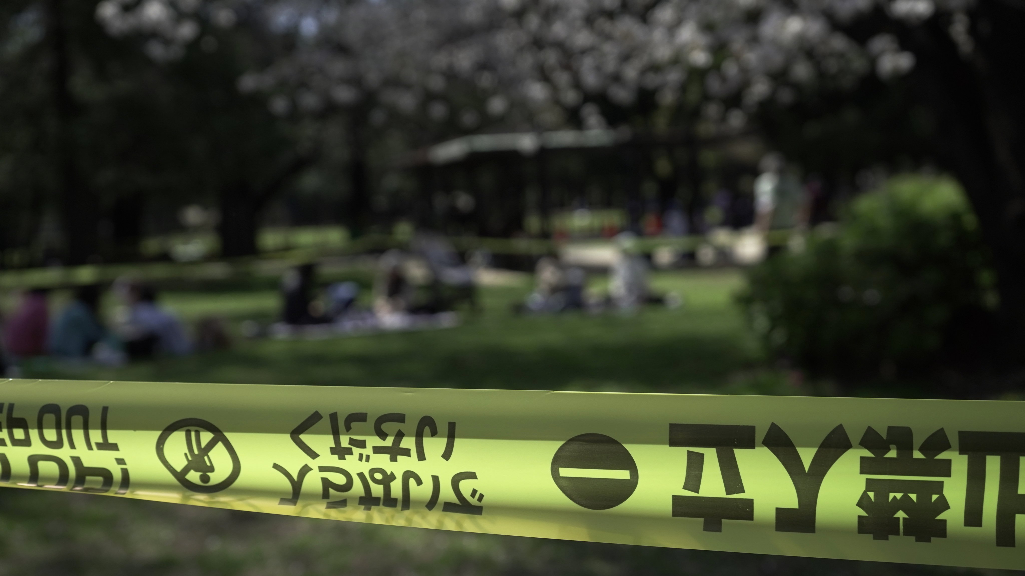 People picnic outside a cordoned-off area set up to inspect the health of cherry blossom trees at Kinuta Park in Tokyo on Friday. Photo: AP