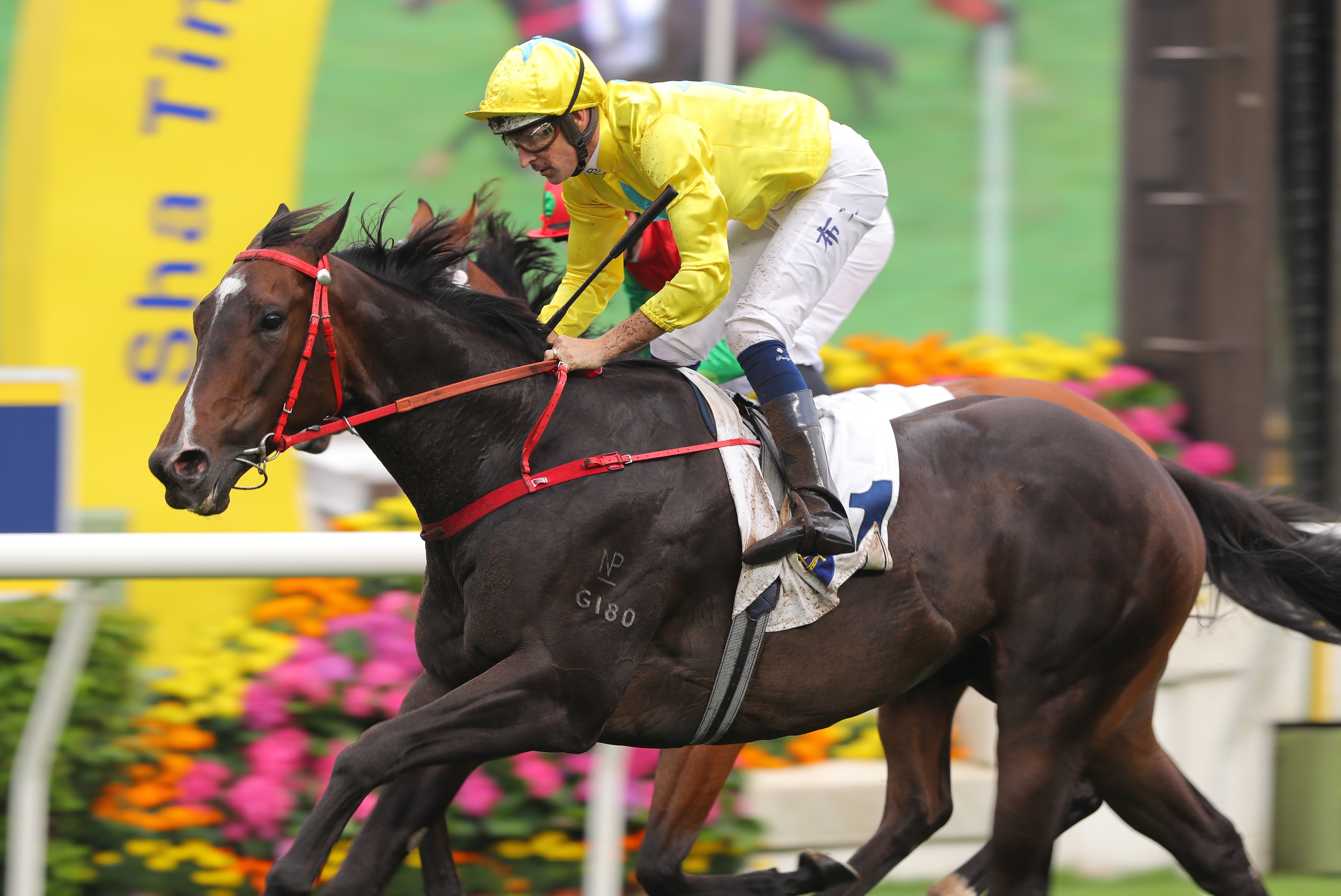 Lucky Sweynesse and Hugh Bowman win the 2024 Group Two Sprint Cup (1,200m) at Sha Tin. Photos: Kenneth Chan