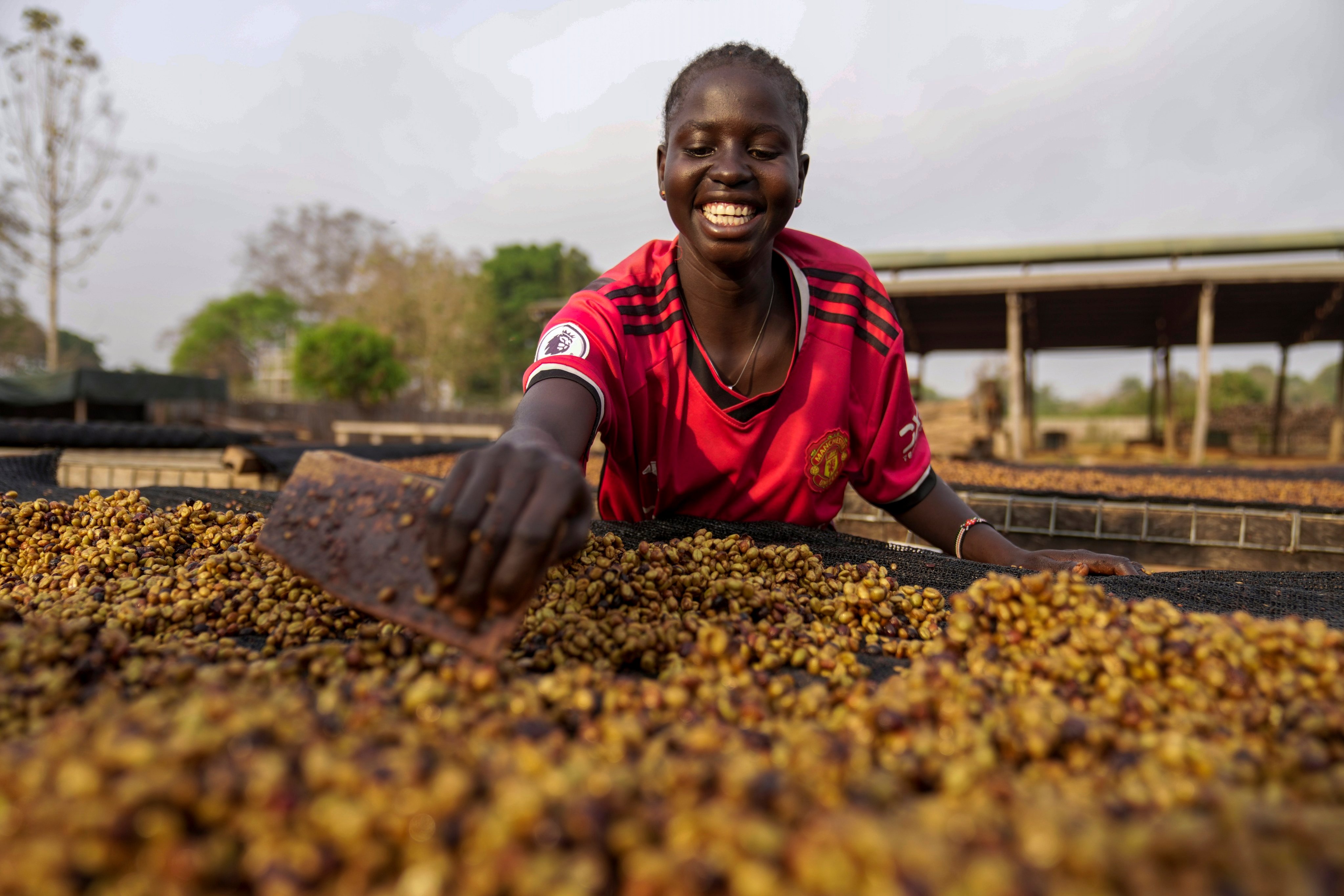 A worker turns excelsa coffee beans to dry near Nzara, South Sudan, on February 15, 2025. Photo: AP