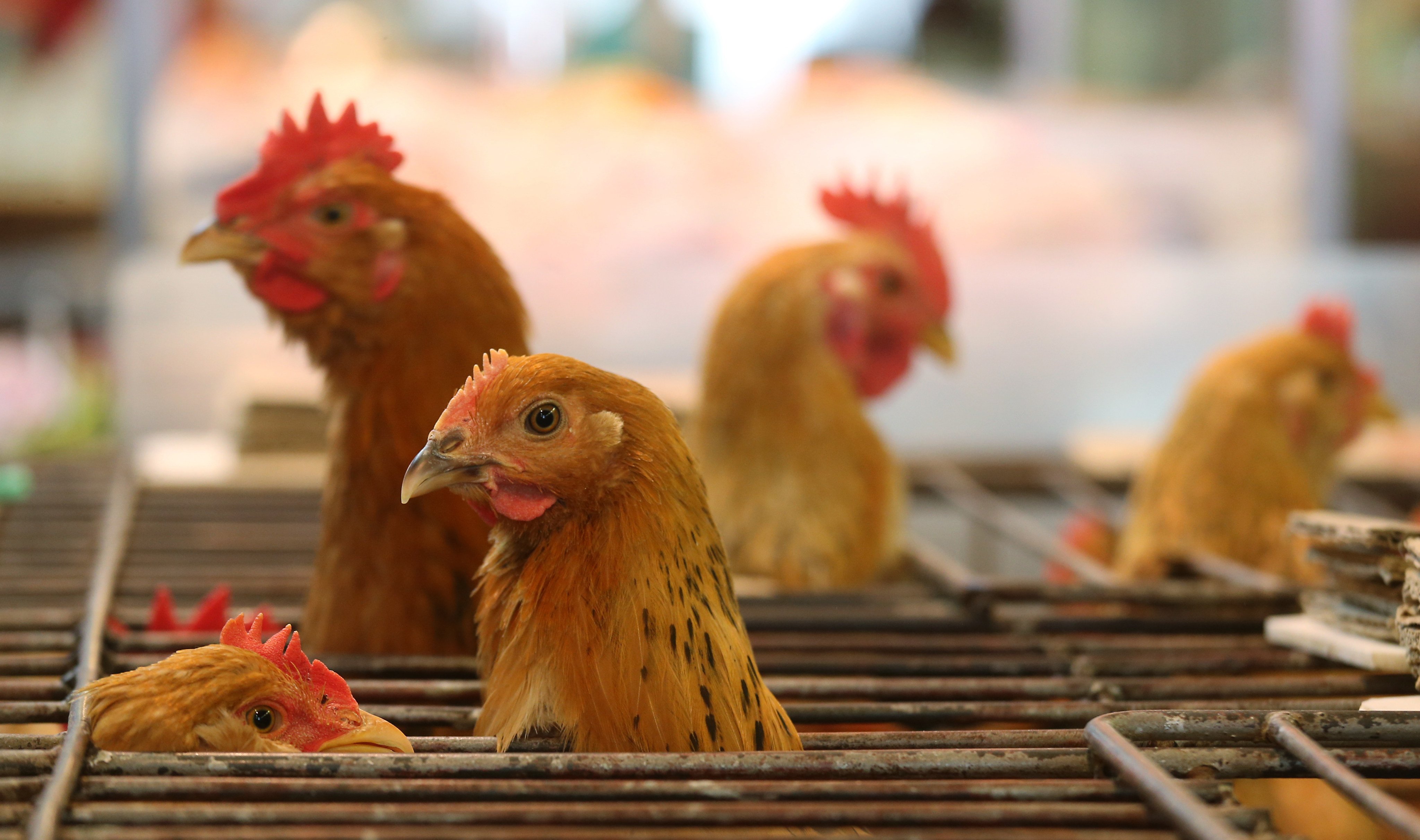 Chickens enjoy human touch, preferring gentle interaction to neutral environments, and show positive emotional responses in young chicks. Photo: Dickson Lee