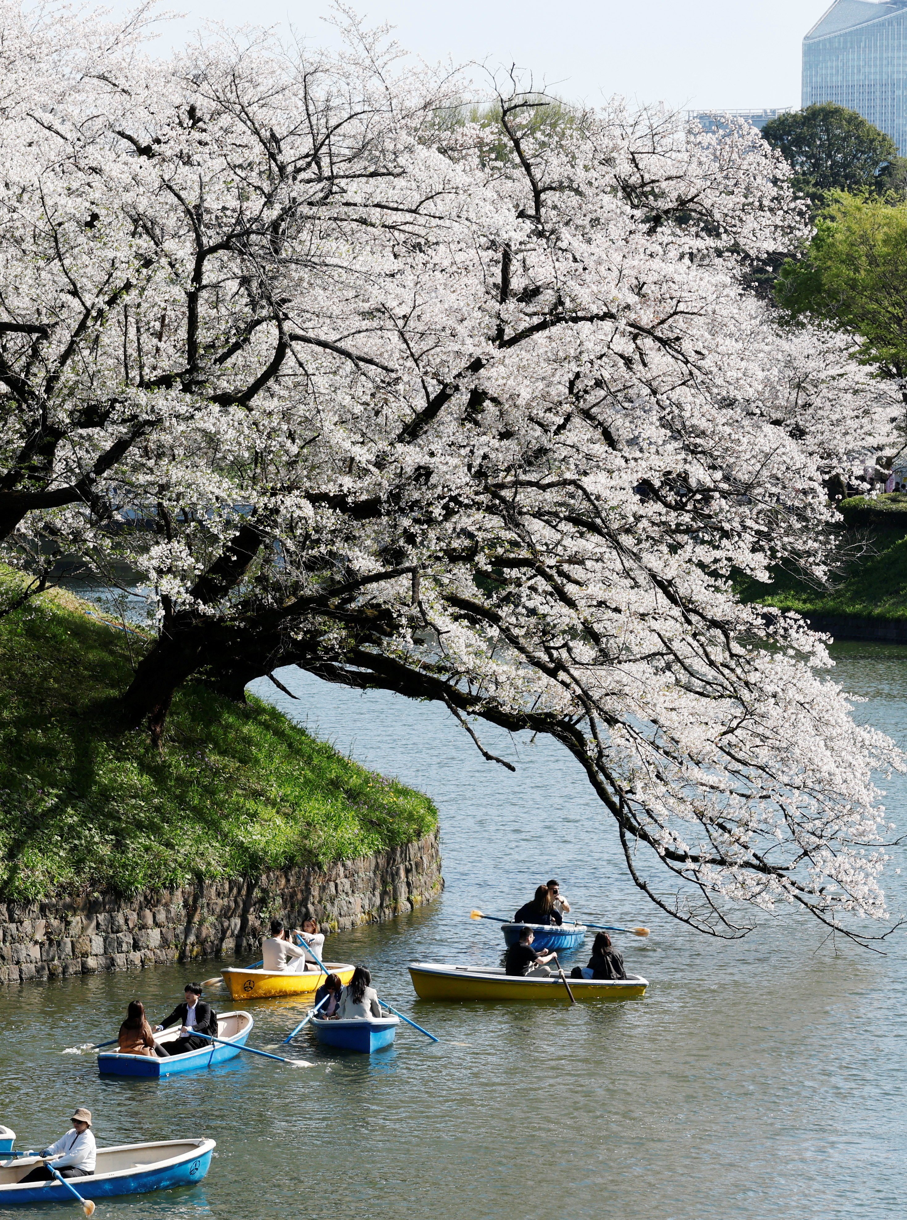 Tokyo’s ageing cherry trees pose safety risks as they weaken and fall, alarming officials during the beloved blossom season. Photo: Reuters