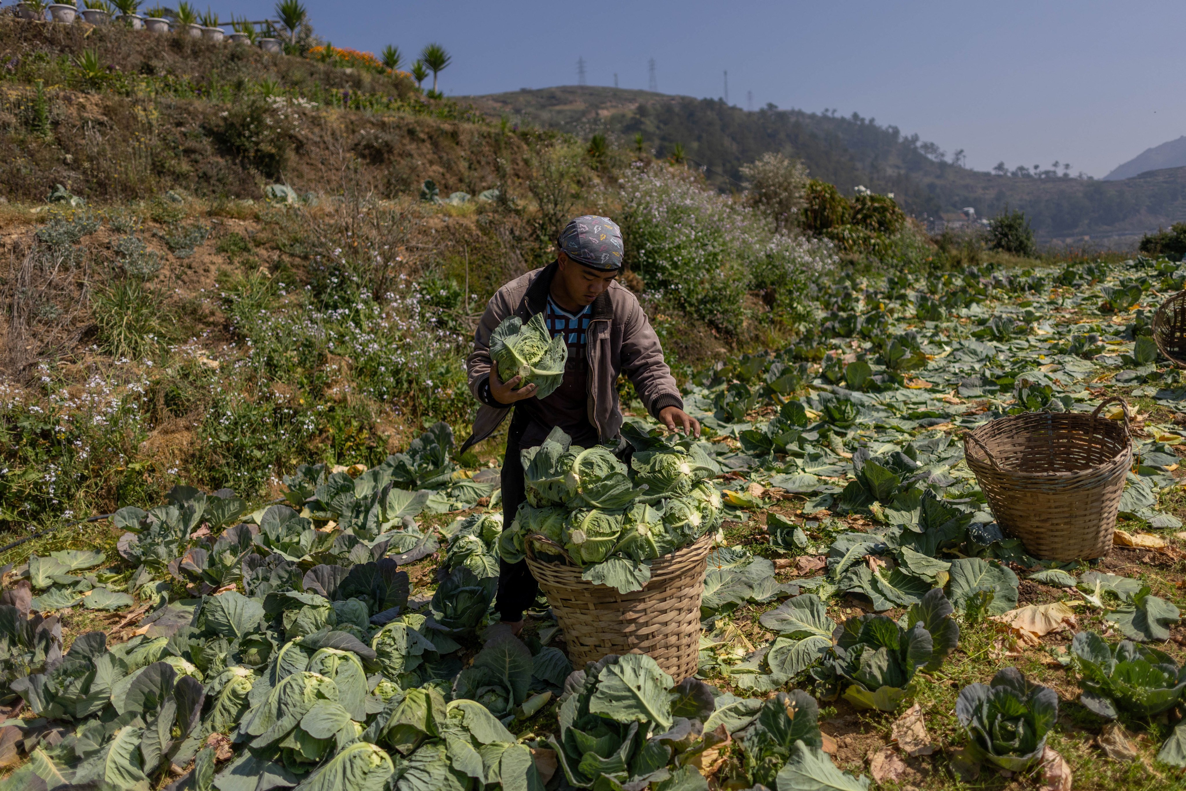 A farmer harvests cabbages at a farm in Atok in the Philippines on March 31. Photo: Reuters