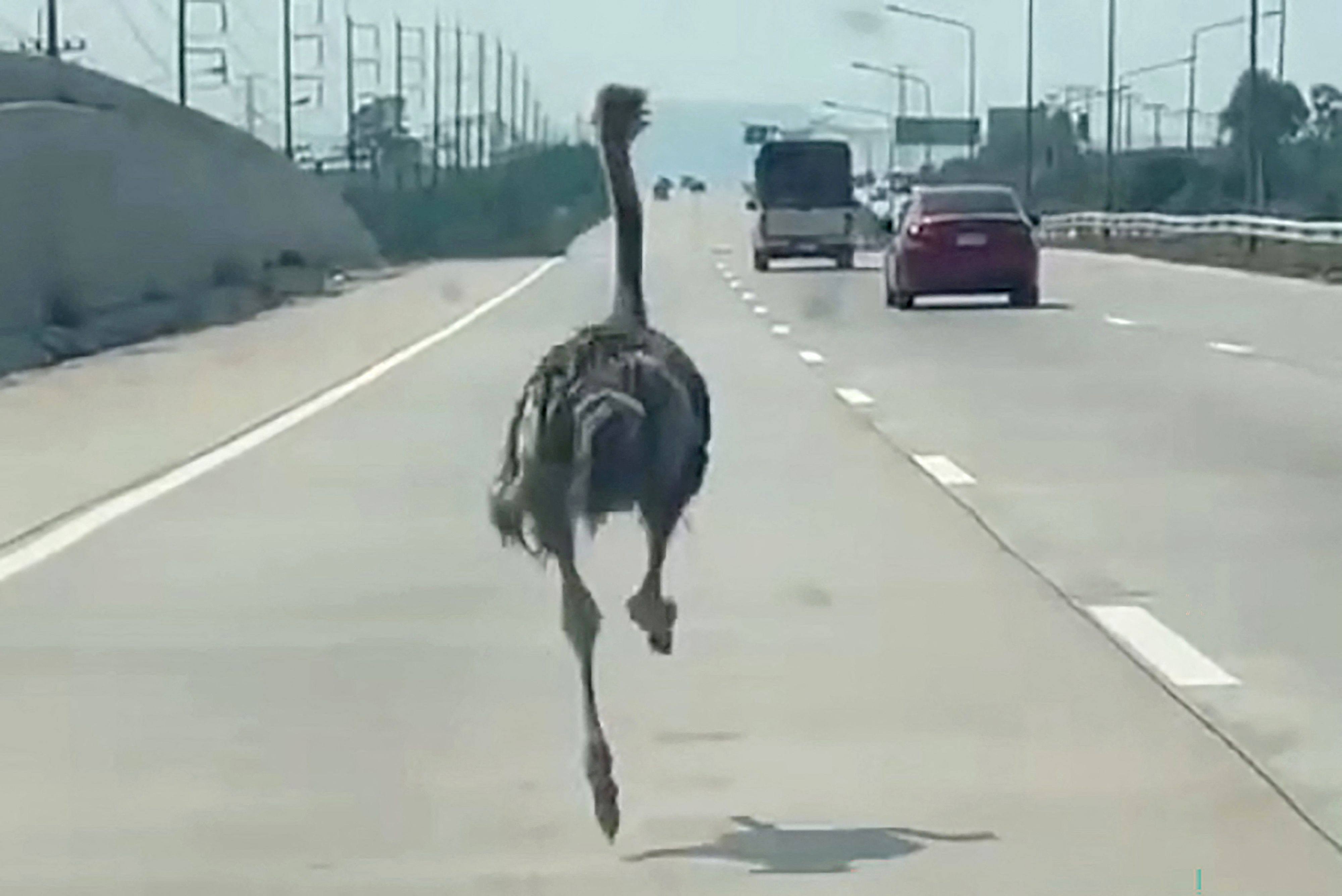 An ostrich running along a highway in Thailand’s Chonburi province. Photo: AFP courtesy of Chairat Sompong