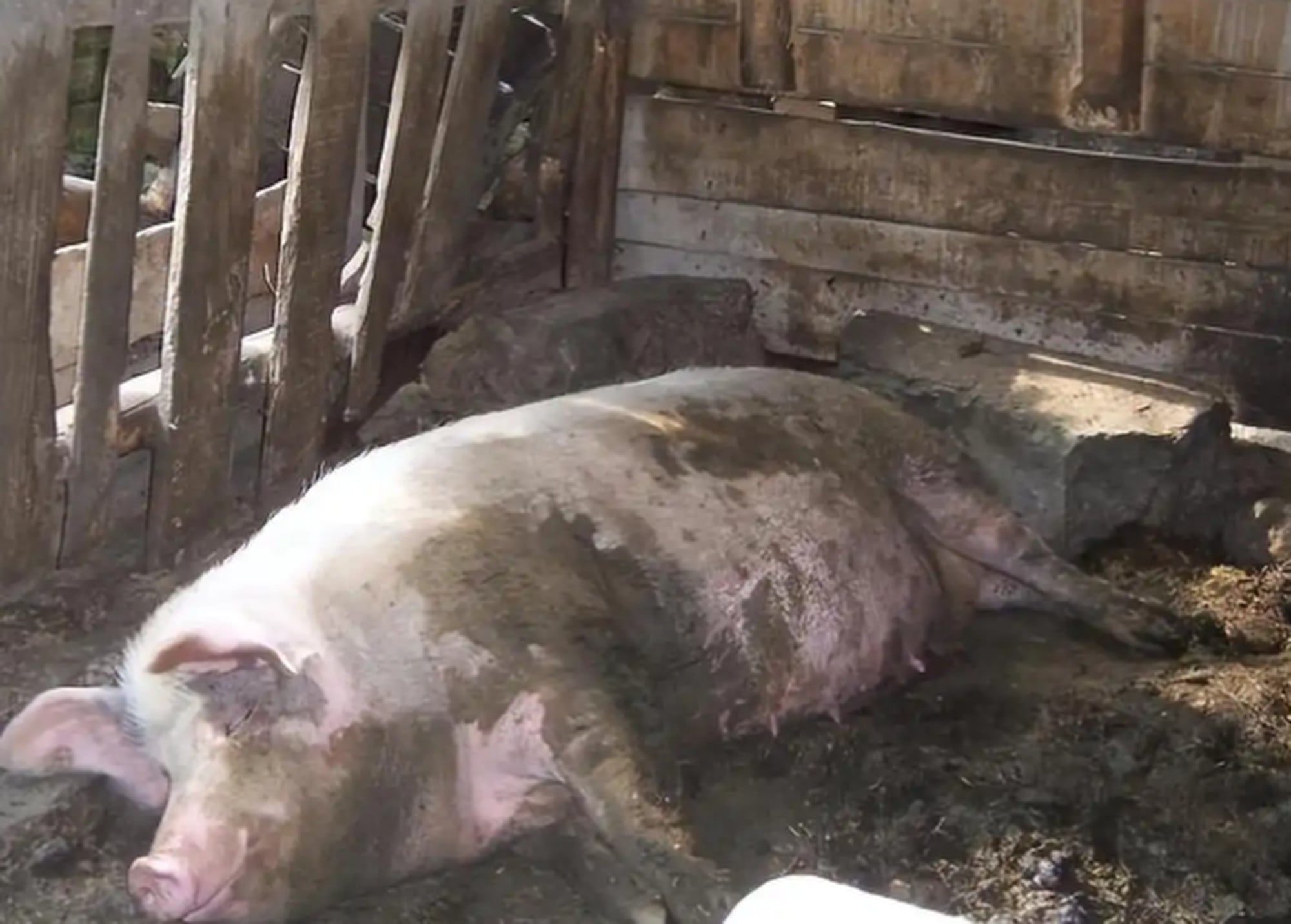 Interestingly, toilets in ancient China were often constructed above pigsties, effectively integrating sanitation with livestock management. Photo: Baidu Interestingly, toilets in ancient China were often constructed above pigsties, effectively integrating sanitation with livestock management. Photo: Baidu