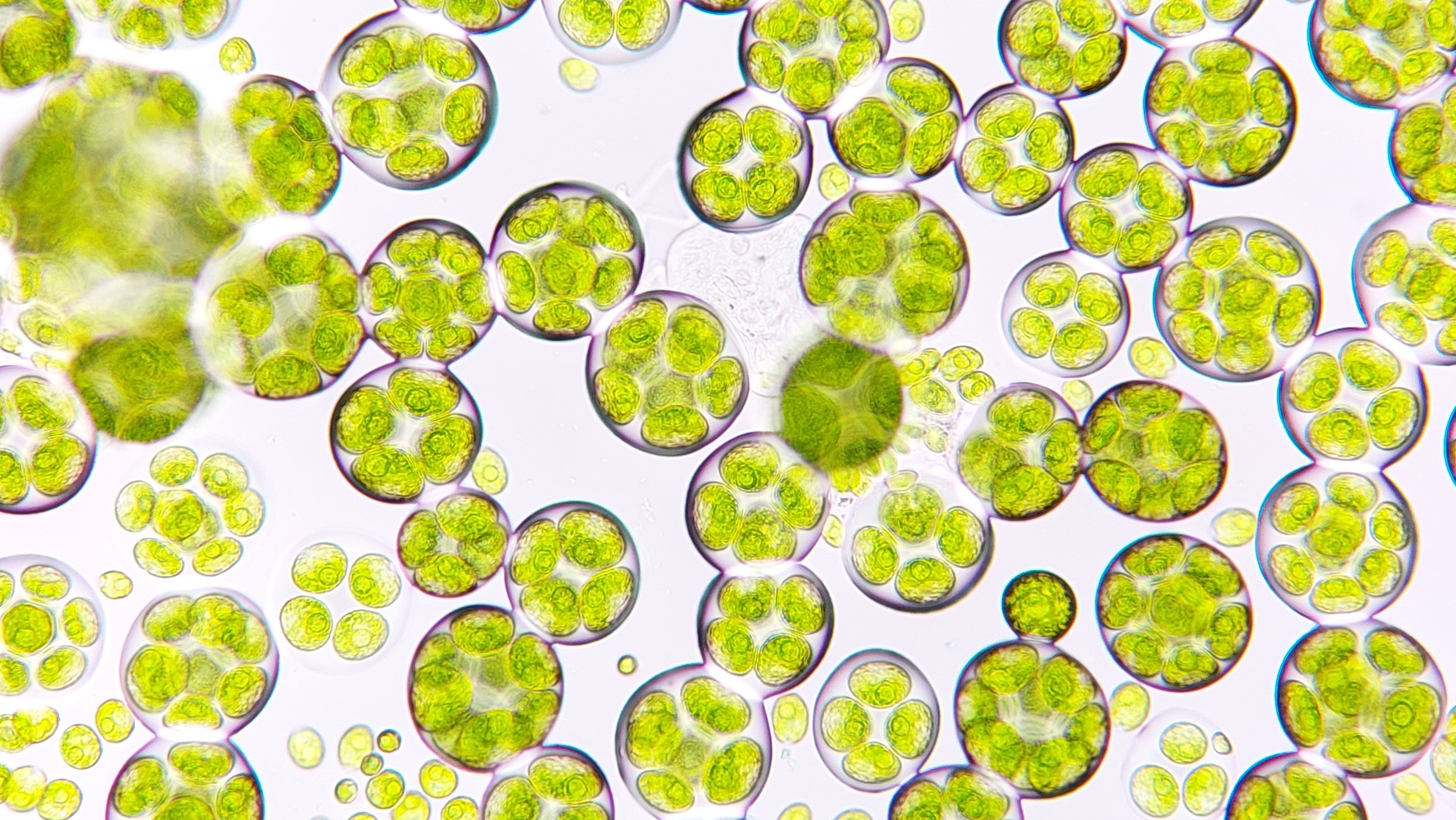 Microalgae are some of the oldest forms of life on Earth, and scientists have identified more than 30,000 species. Photo: Shutterstock