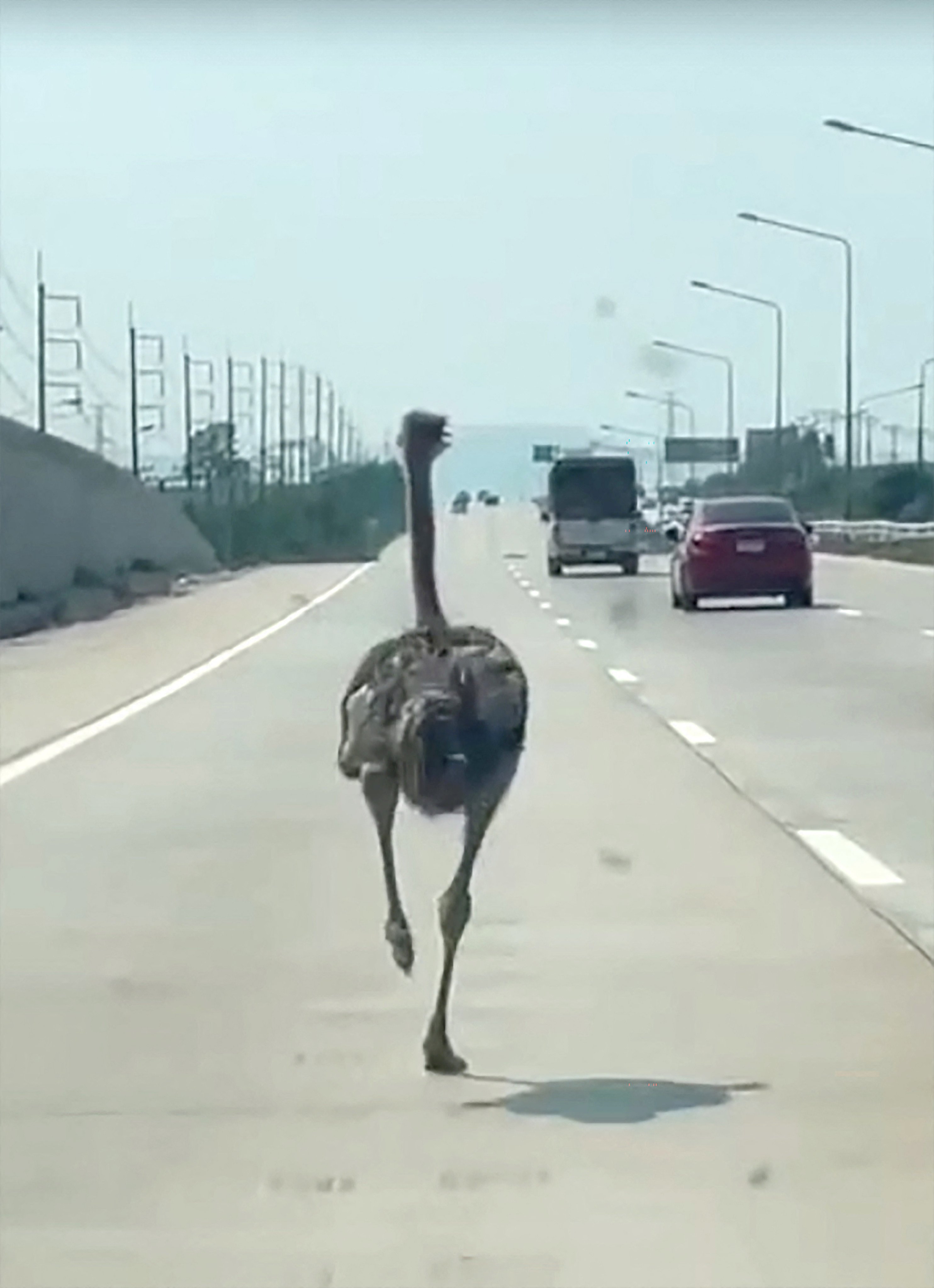 This frame grab from a handout video courtesy of Chairat Sompong taken and released on April 7, 2026 shows an ostrich running along a highway in Thailand’s Chonburi province. A pet ostrich in Thailand went for a speedy jaunt down a busy highway on April 7 after escaping its enclosure at an animal-themed cafe and leaving his mate in the dust. (Photo by Handout / Courtesy of Chairat Sompong / AFP) / -----EDITORS NOTE --- RESTRICTED TO EDITORIAL USE - MANDATORY CREDIT “AFP PHOTO /  Courtesy of Chairat Sompong “ - NO MARKETING - NO ADVERTISING CAMPAIGNS - DISTRIBUTED AS A SERVICE TO CLIENTS - NO ARCHIVES