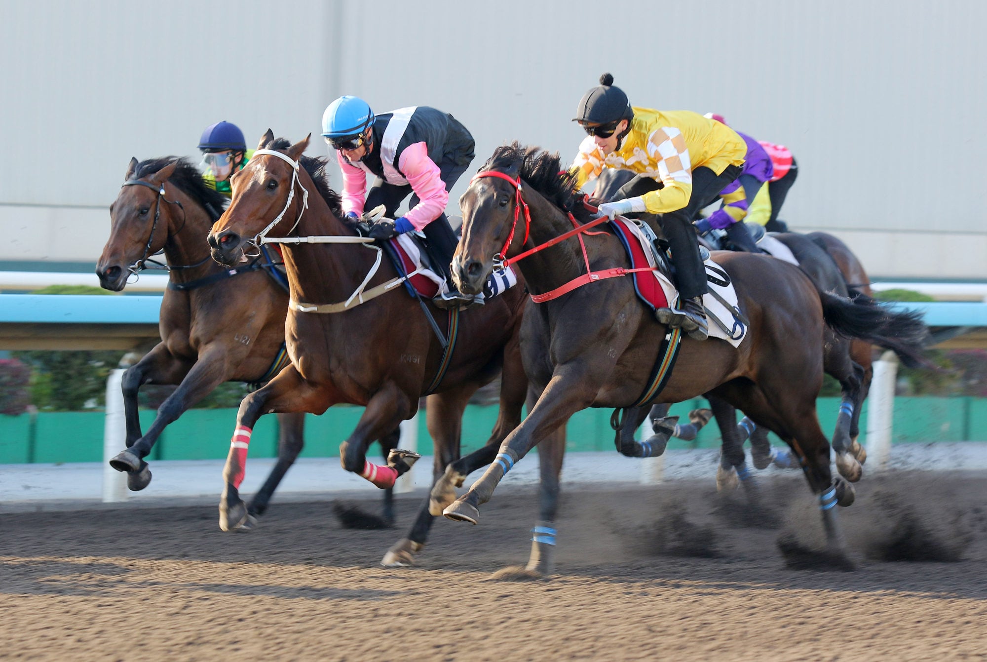 Crossborderpegasus (yellow) trials in Sha Tin in December.