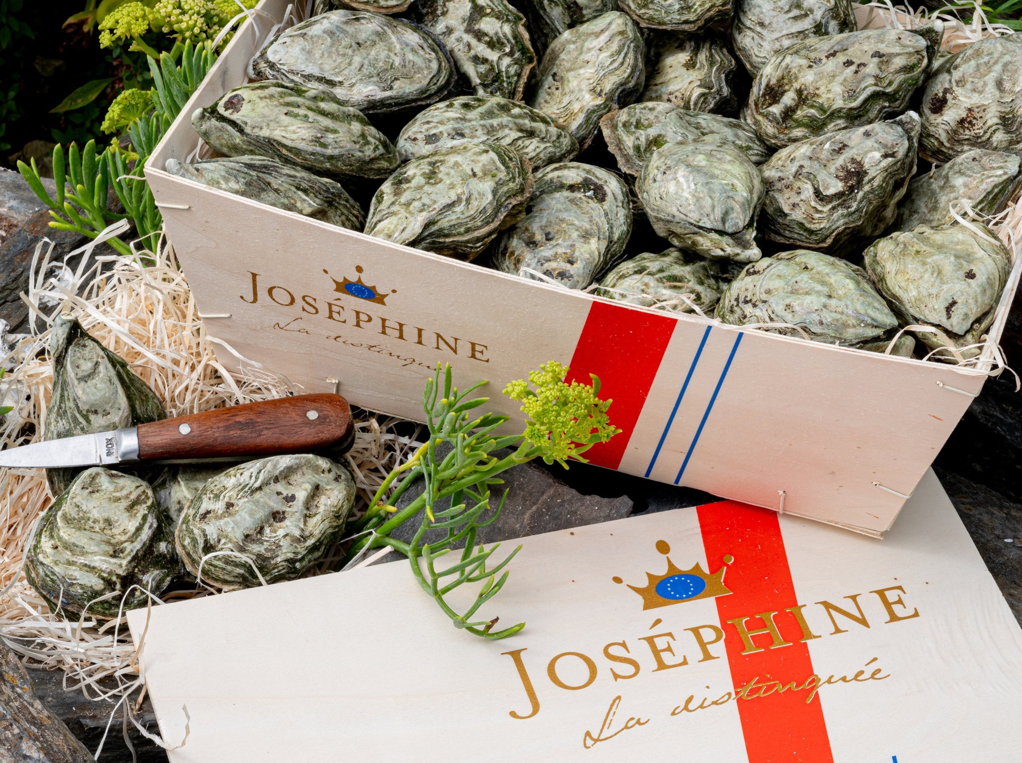 Hong Kong food safety authorities have ordered an immediate halt to the sale of oysters from French brand Josephine. Photo: Handout